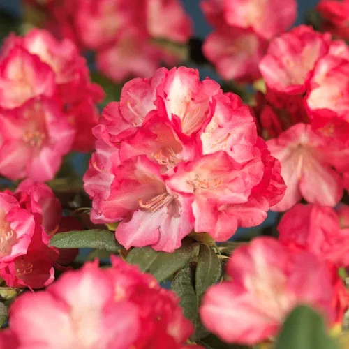 Rhododendron yak. 'Fantastica' 21cm