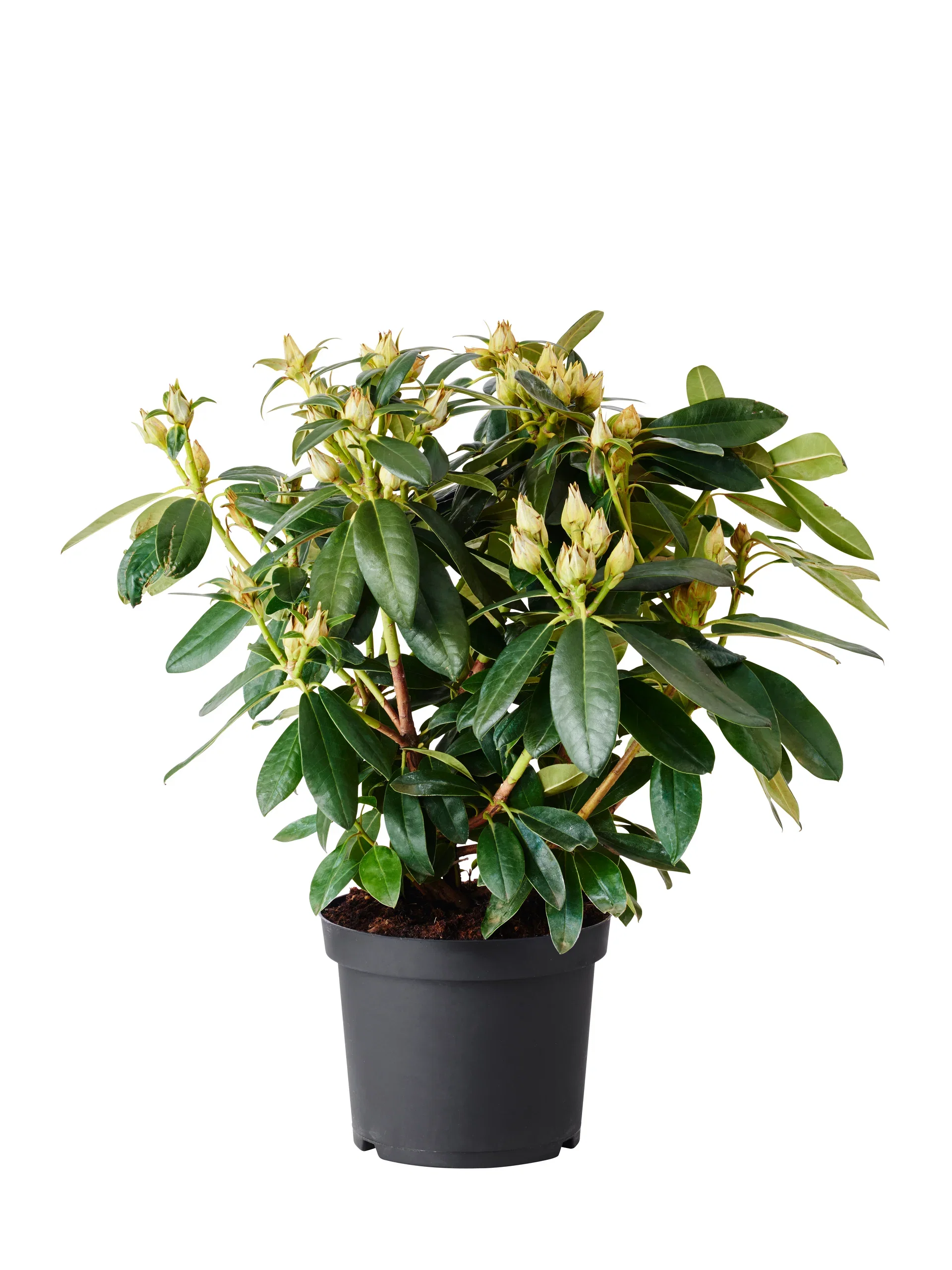 Rhododendron hybr. 'Percy Wiseman' 21cm