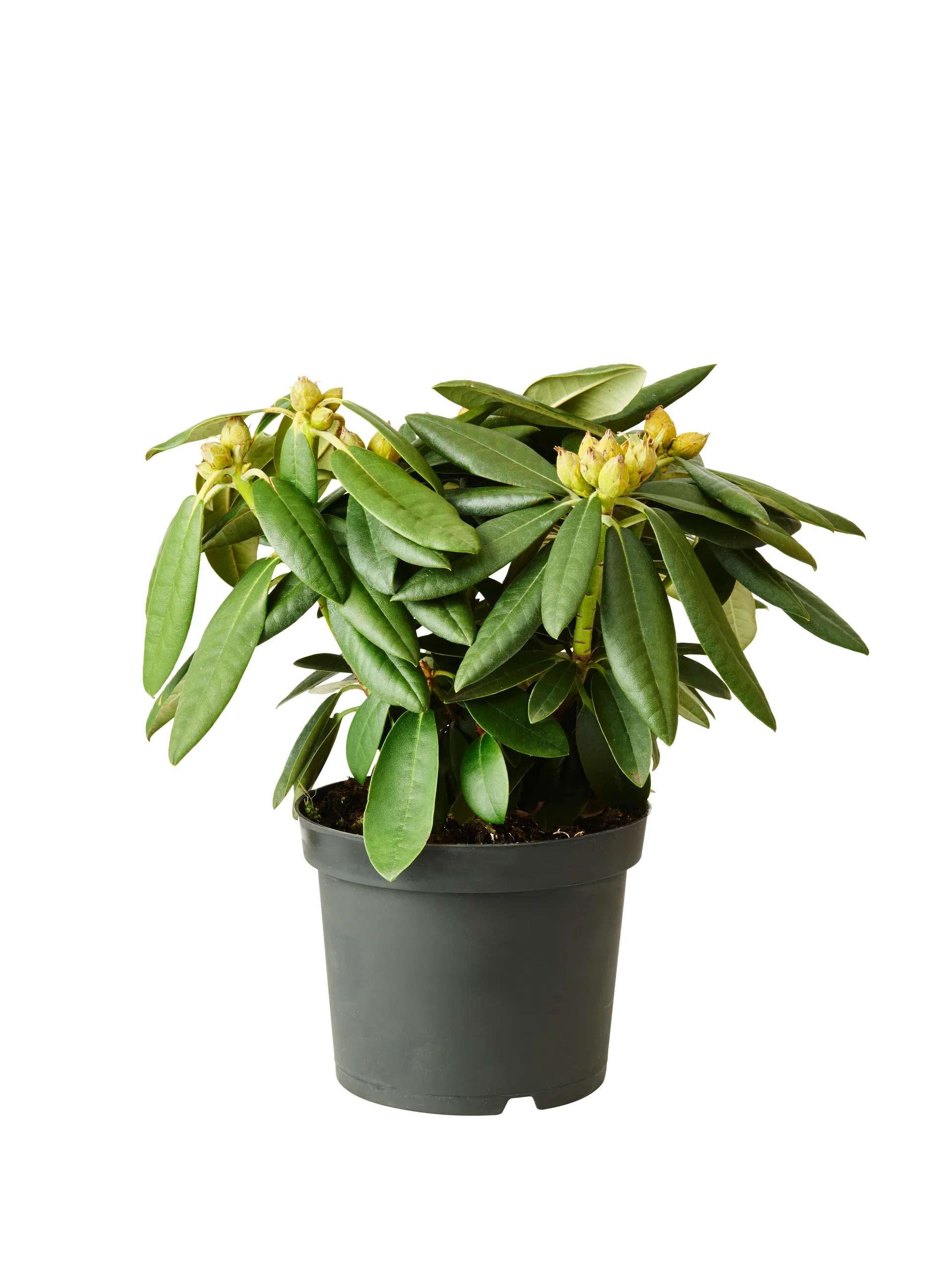 Rhododendron yak. 'Fantastica' 21cm