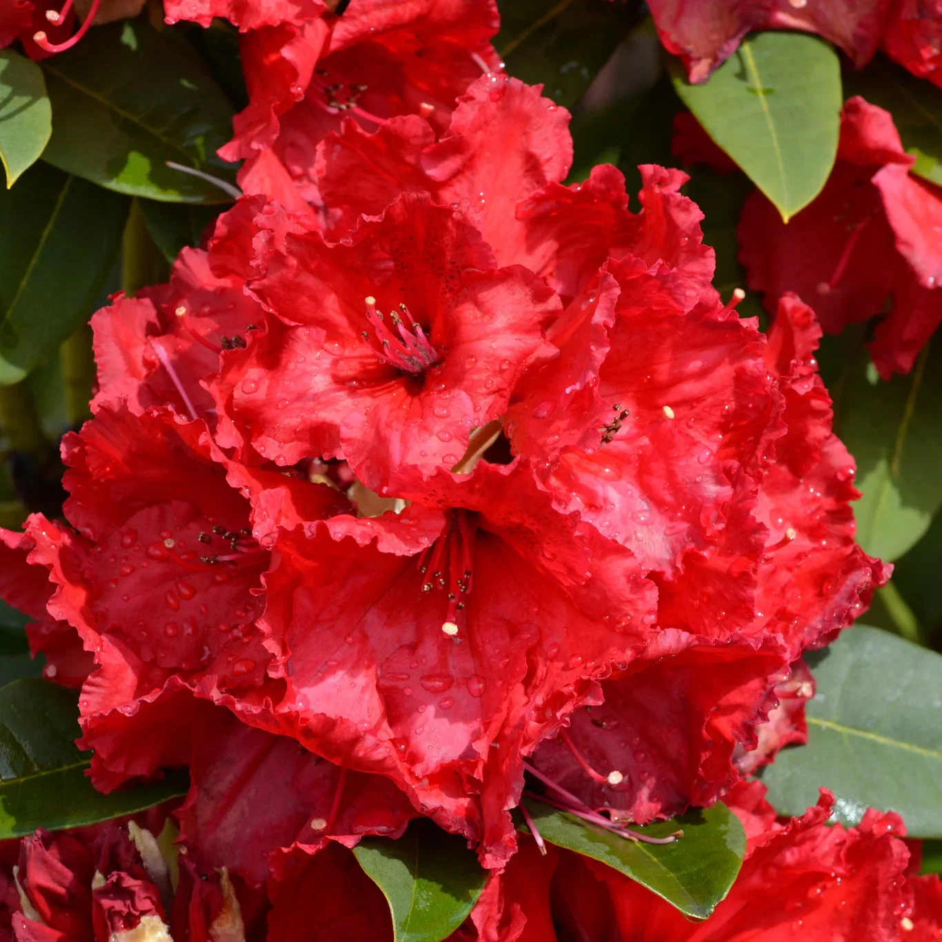 Arboreum rhododendron 'Red Jack'