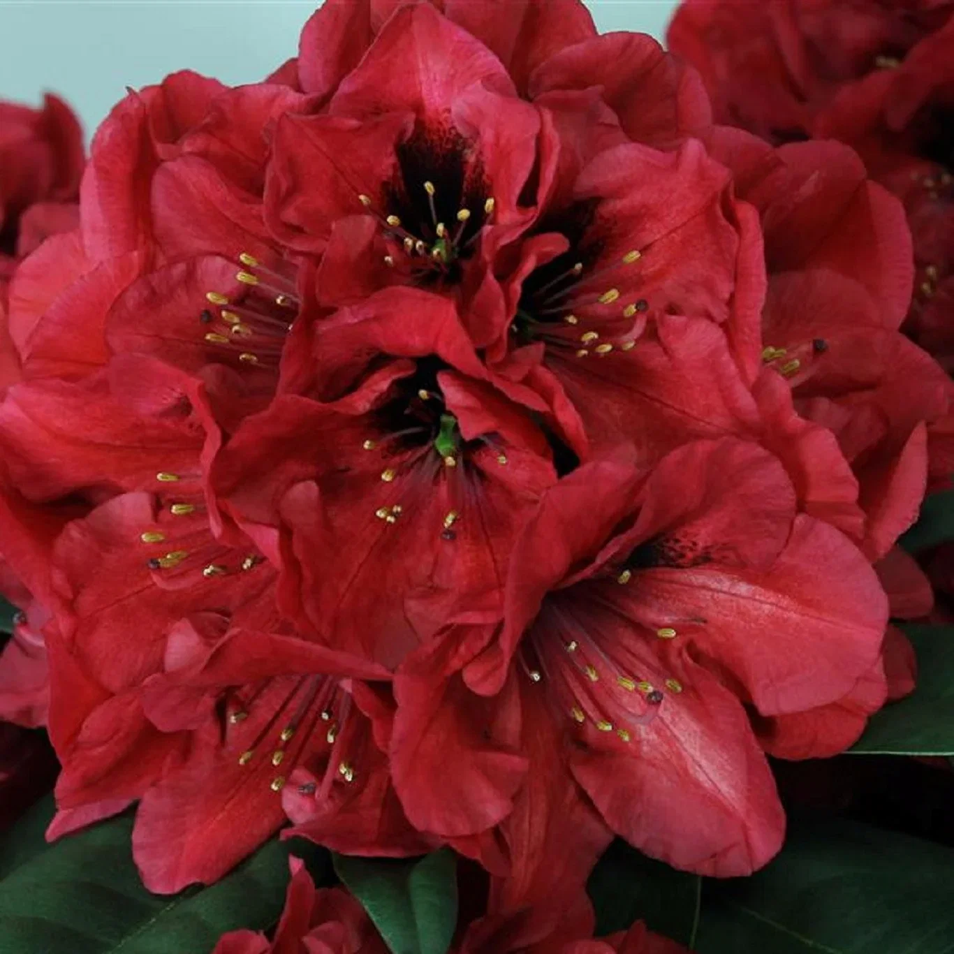 Rhododendron hybr. 'Red Devil' 23cm