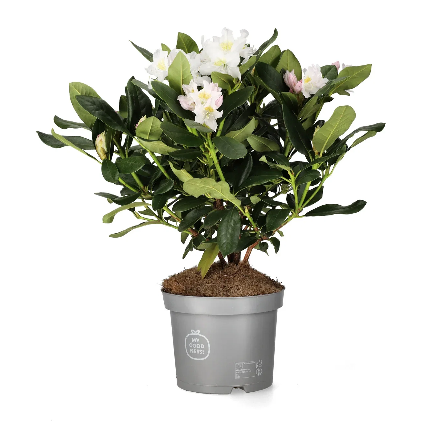 Rhododendron hybr.'Cunningham's White' 23cm