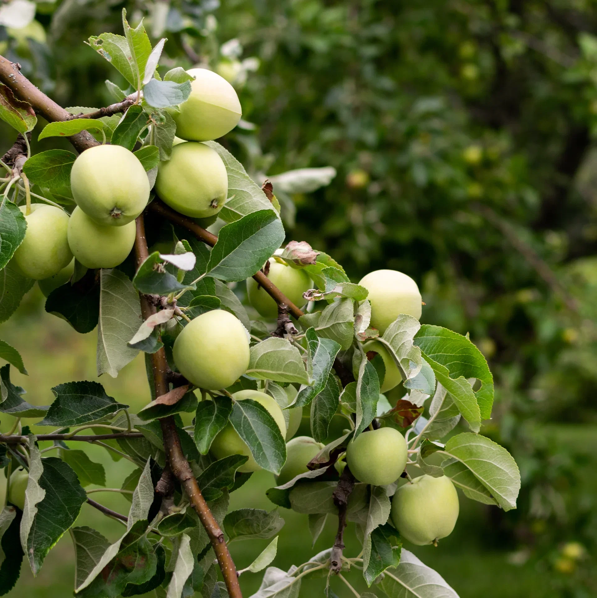Malus domestica 'Transparente Blanche' A2 12L