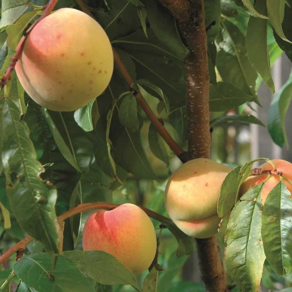 Prunus persica 'Frost' 7,5L