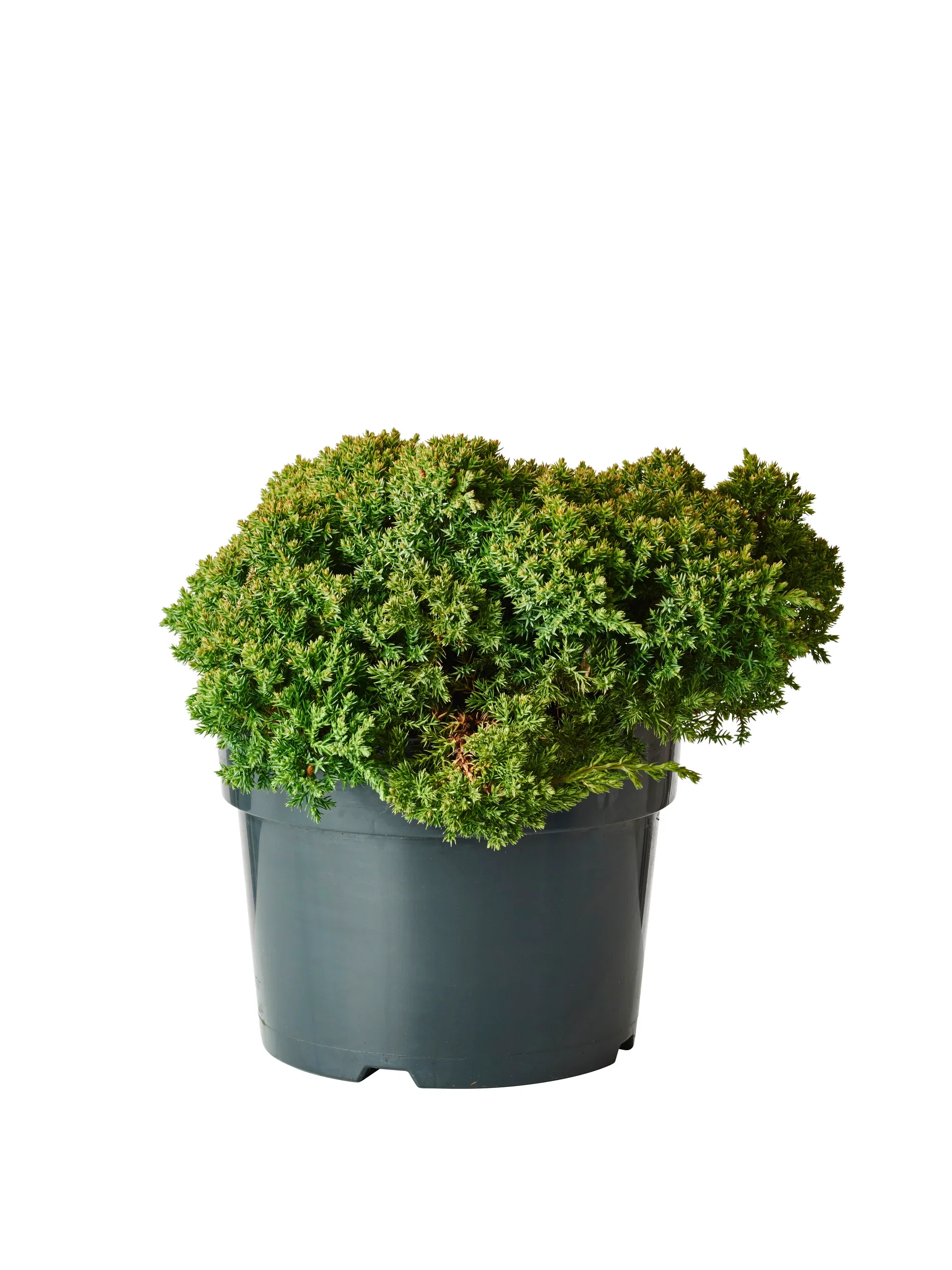 Juniperus procumbens 'Nana' 23cm