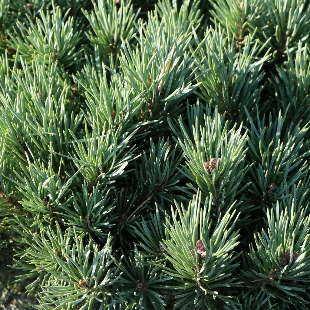 Pinus sylvestris 'Watereri' Premium 32cm
