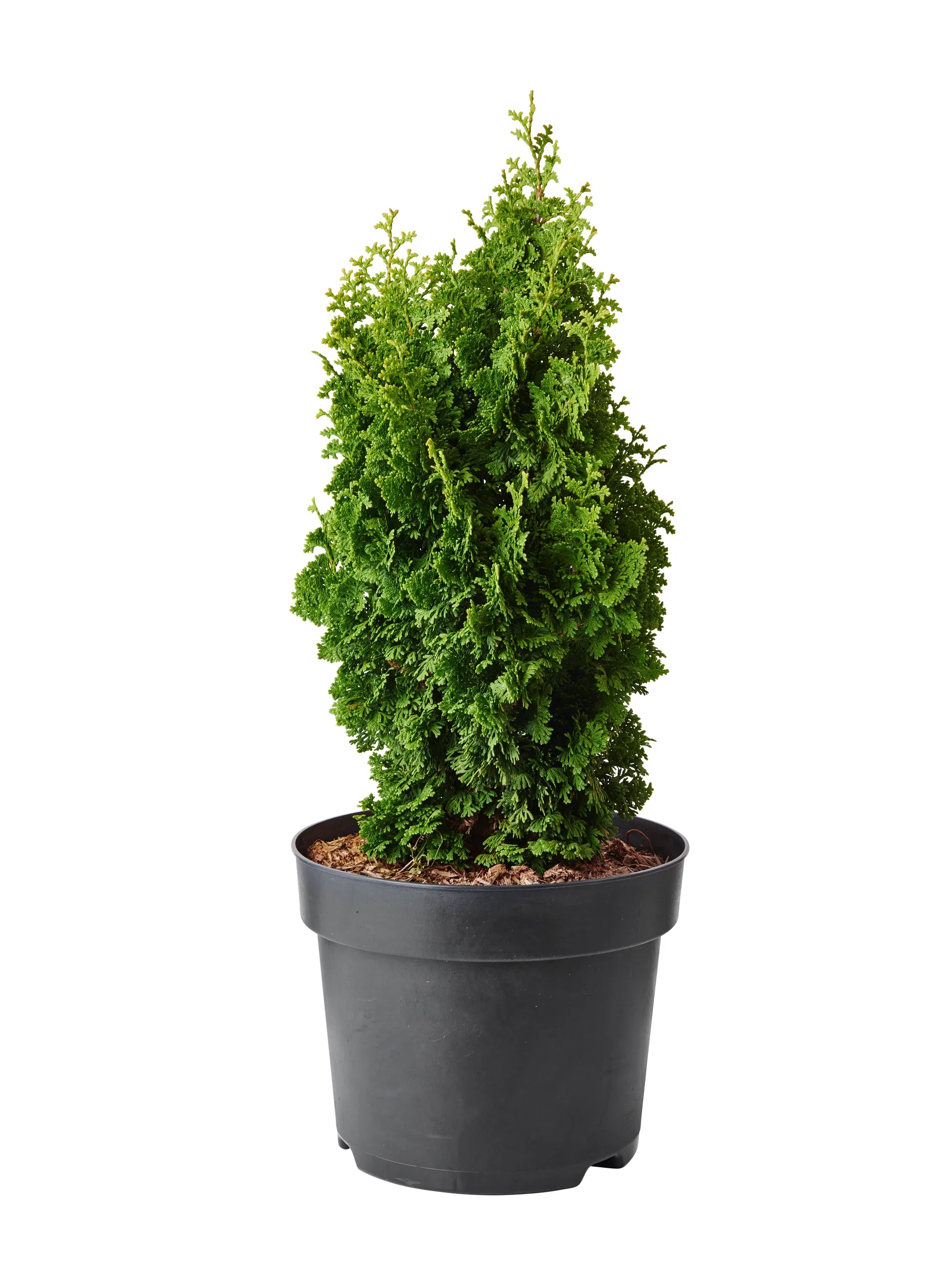 Thuja occidentalis 'Zmatlik' 26cm