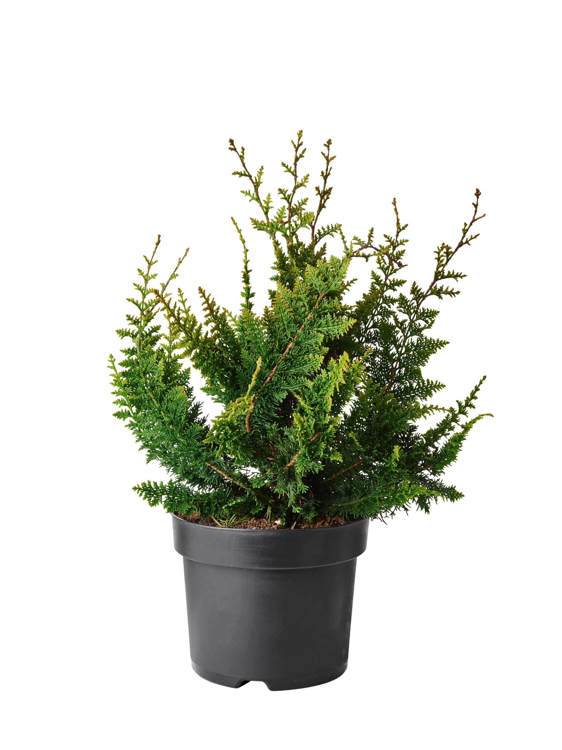 Chamaecyparis obtusa 'Teddy Bear' 26cm