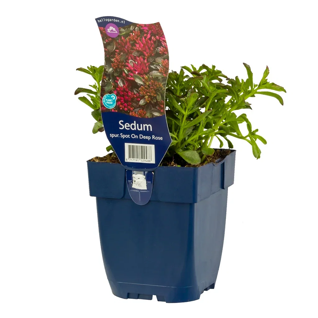 Phedimus spurius 'Spot On Deep Rose'