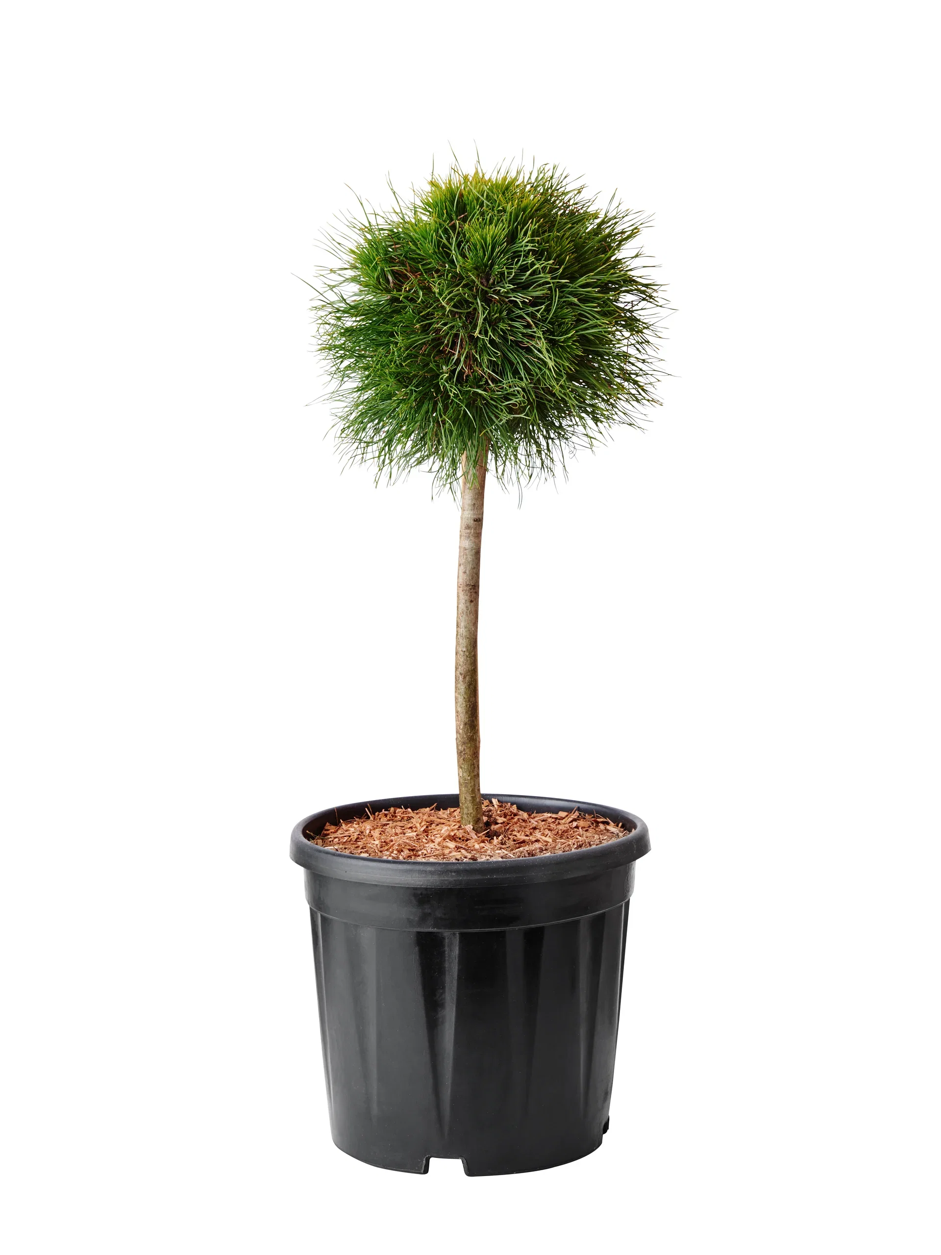 Pinus mugo 'Varella' Premium 32cm