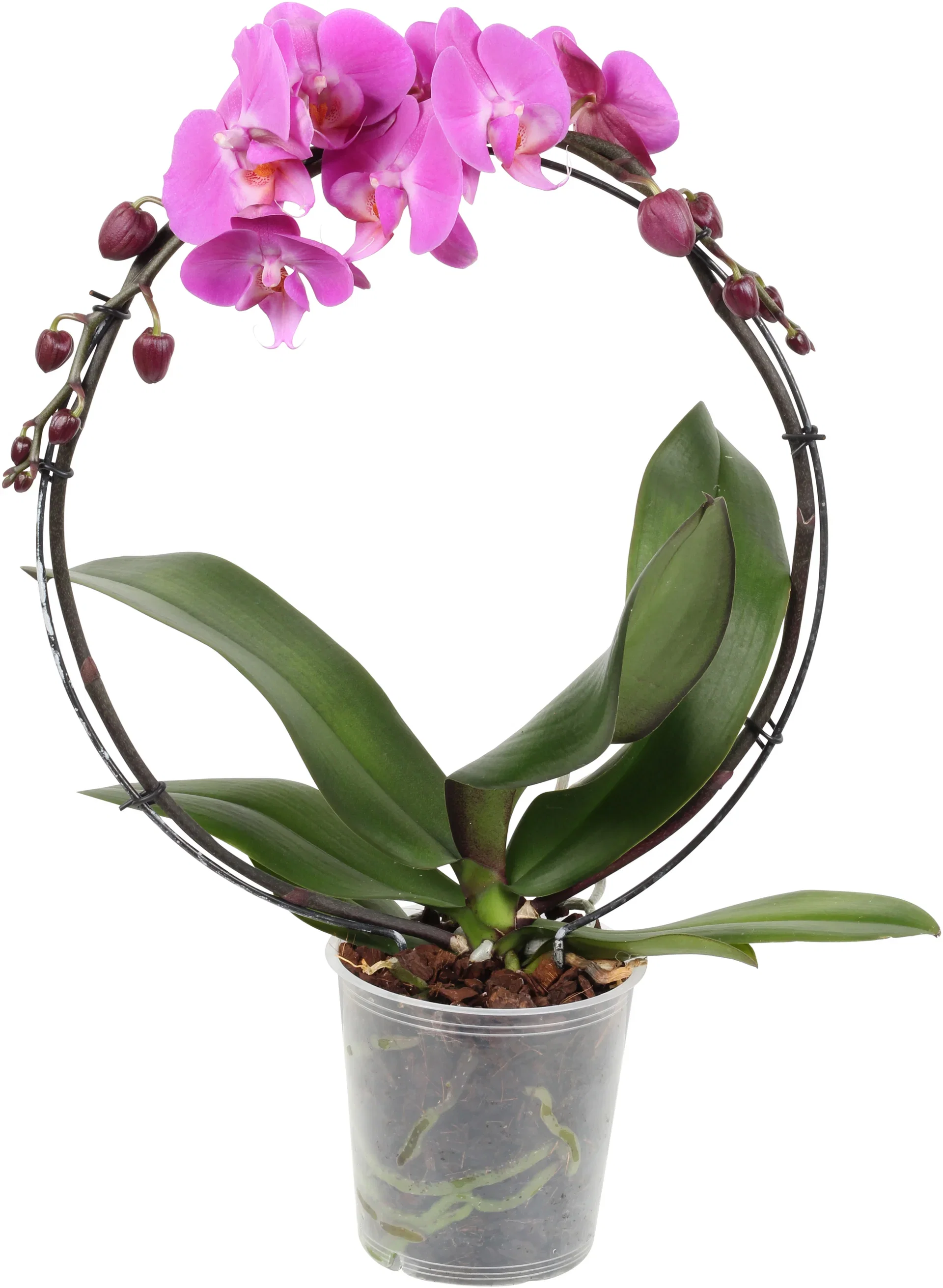 Phalaenopsis on bow