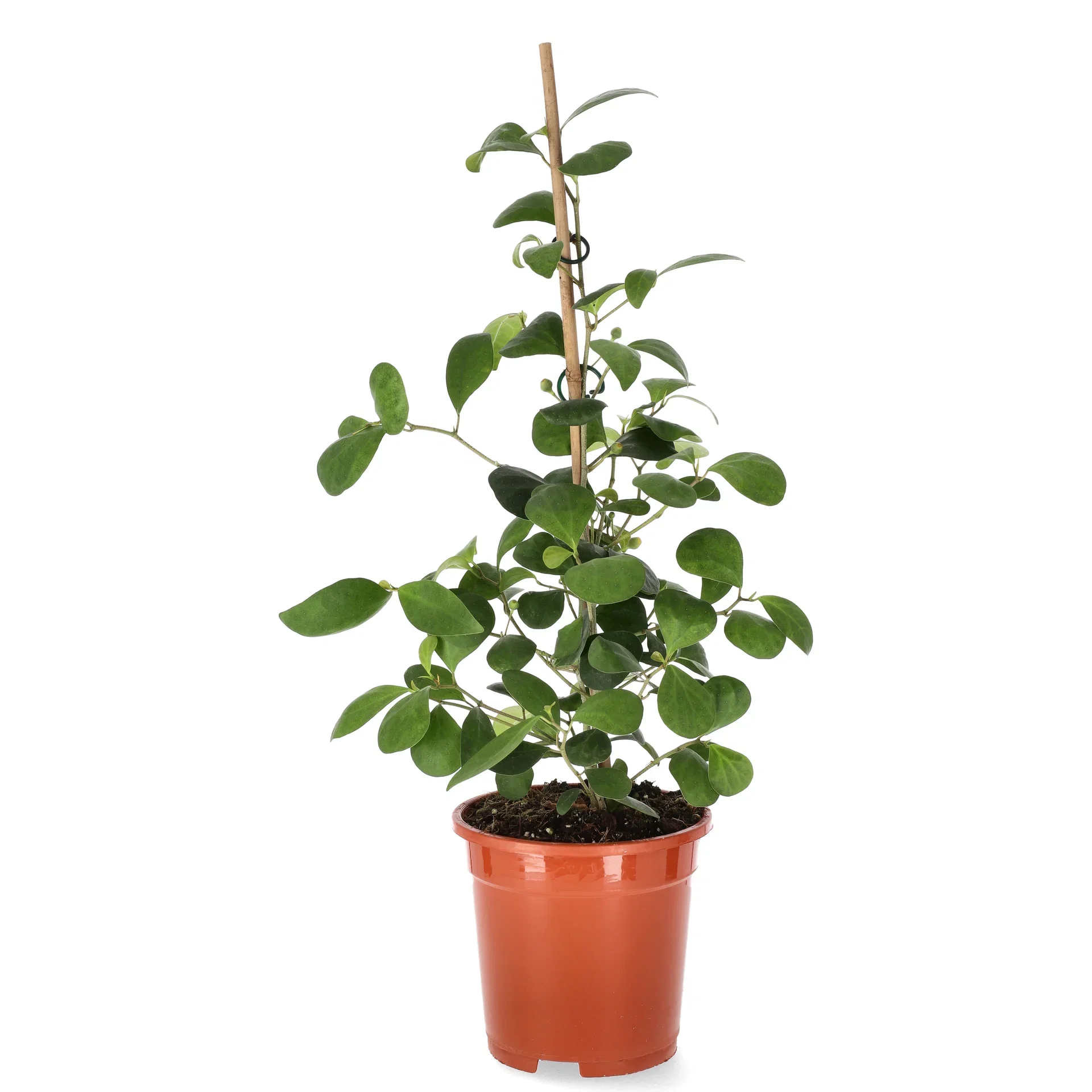 Ficus Deltoidea 17 cm