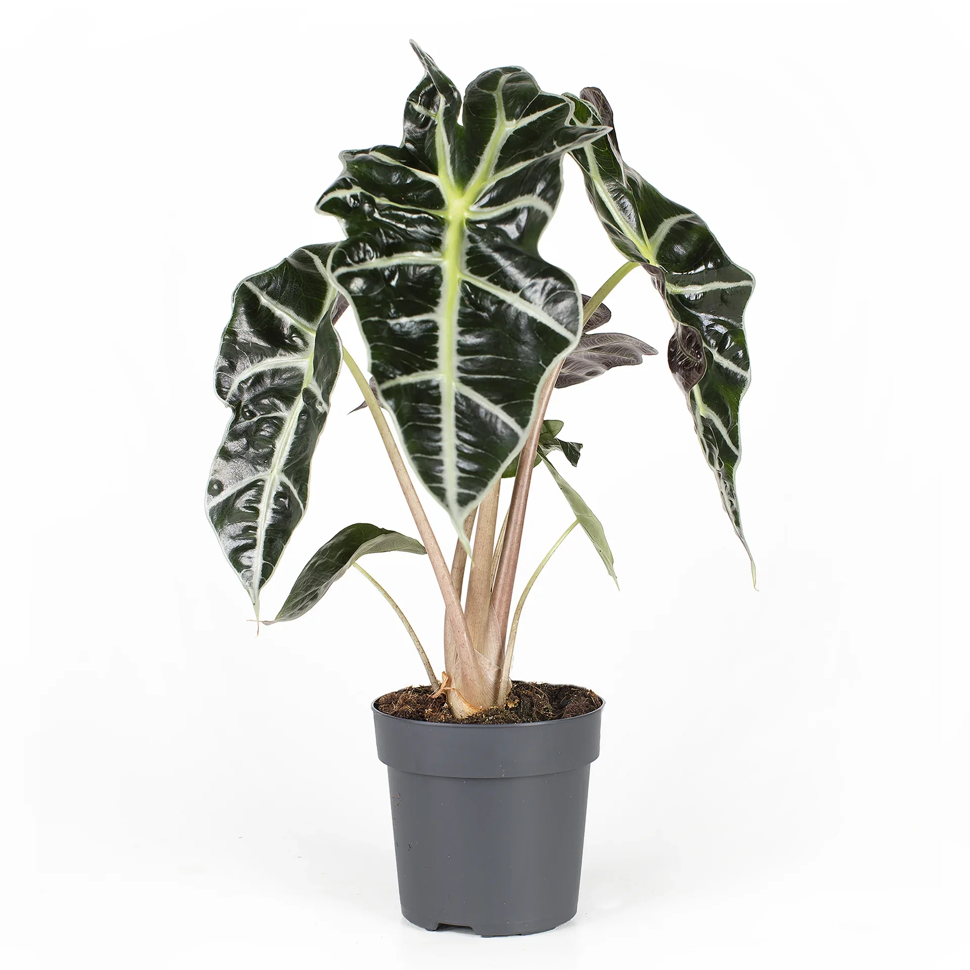 Alocasia 'Amazonica'