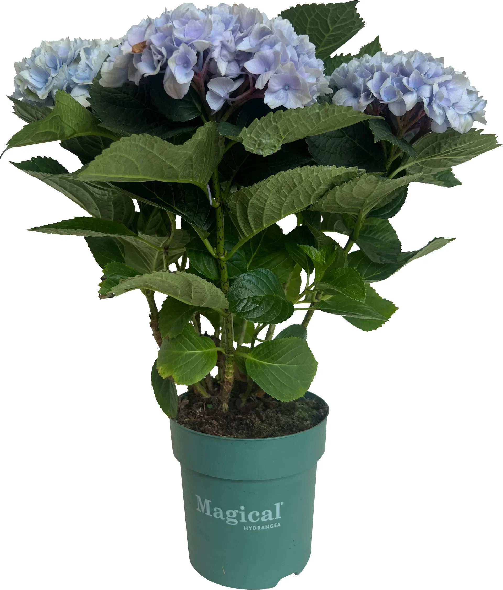 Hydrangea 'Magical' 14 cm