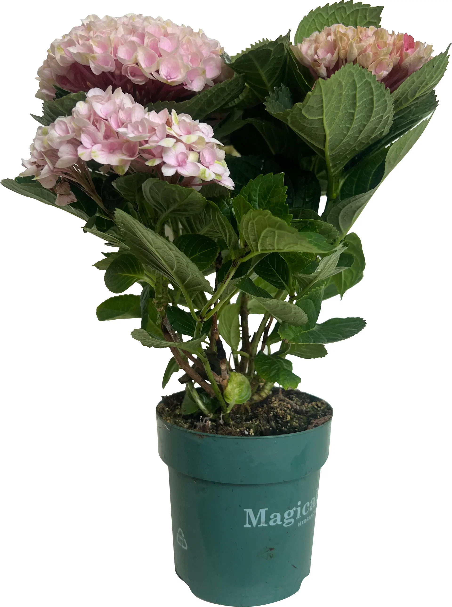 Hydrangea 'Magical' 14 cm