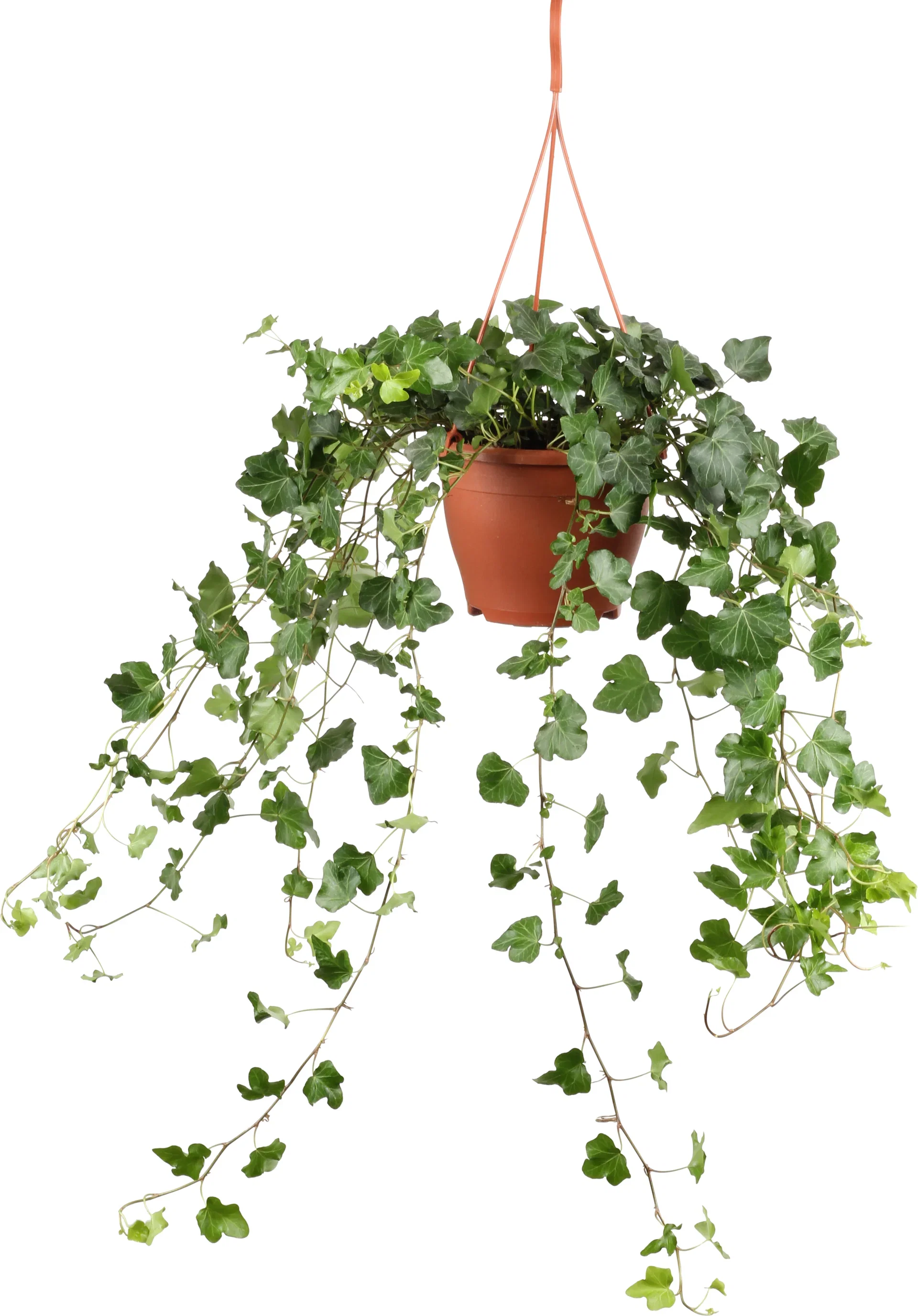 Ivy in hanging basket
