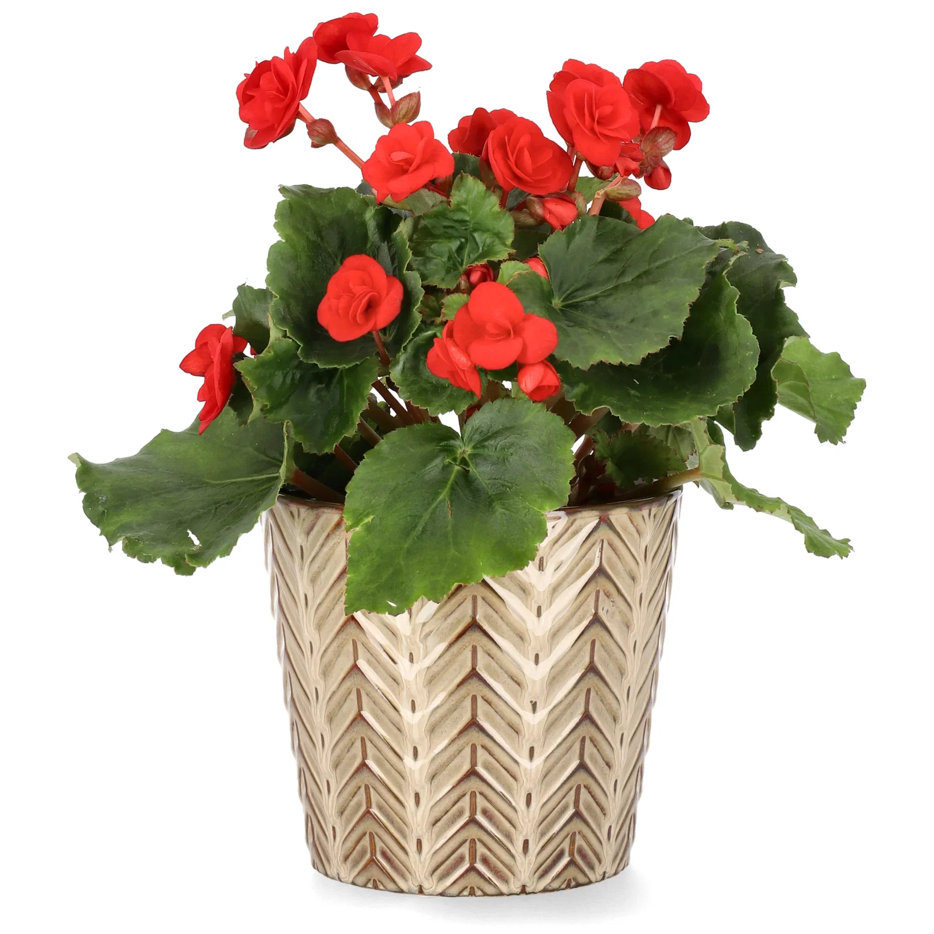Begonia Red 12cm