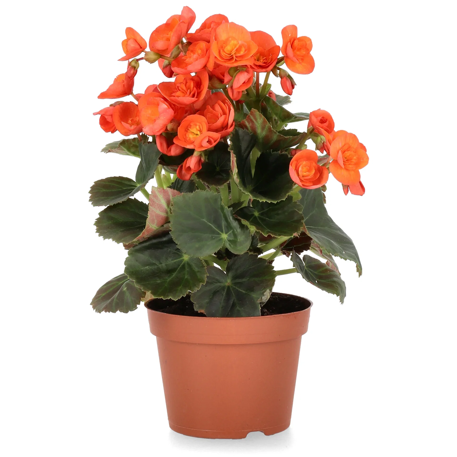Begonia Orange 12cm