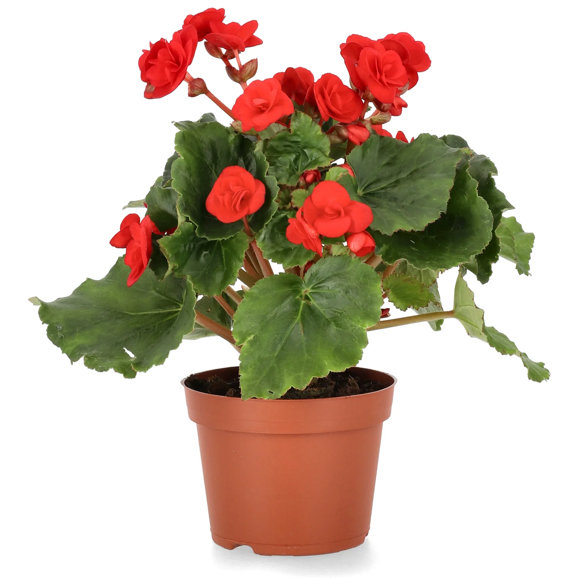 Begonia Red 12cm