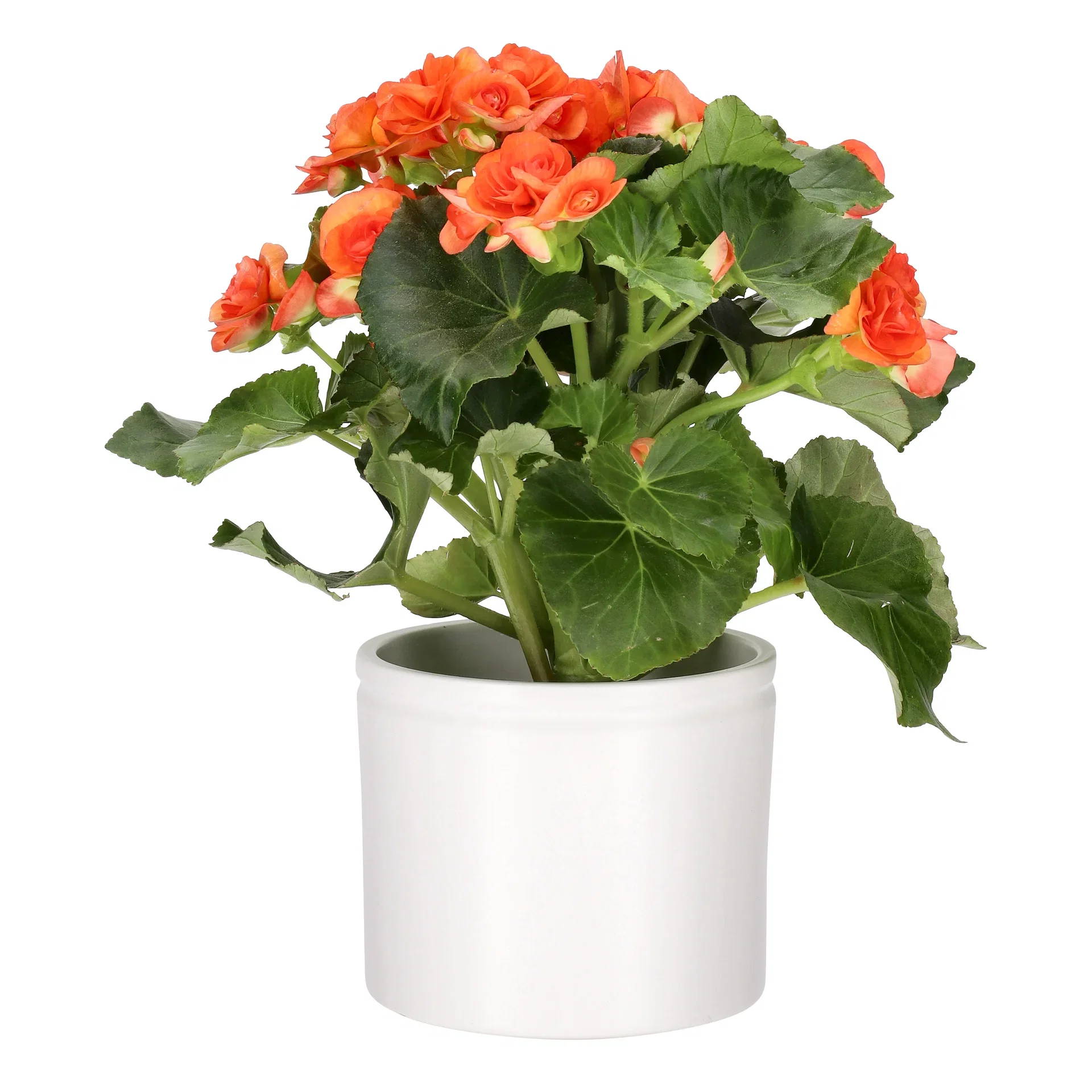 Begonia Orange 12cm