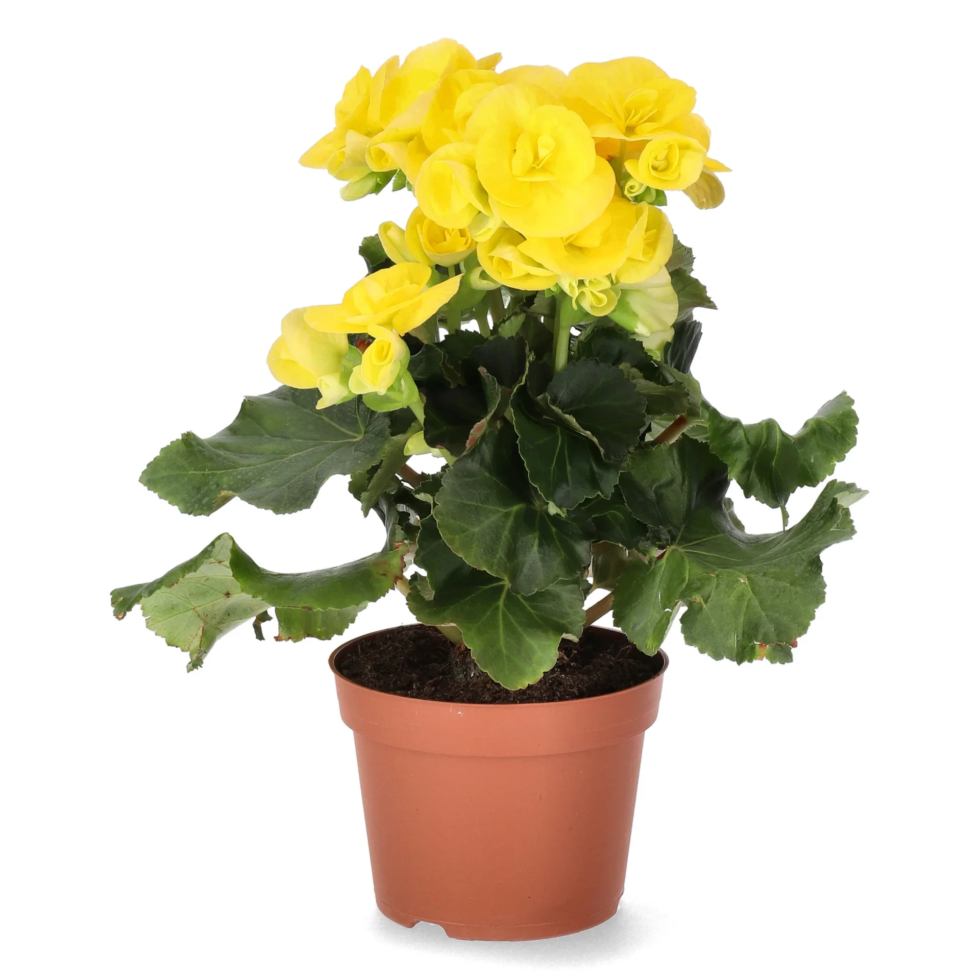 Begonia Yellow 12cm