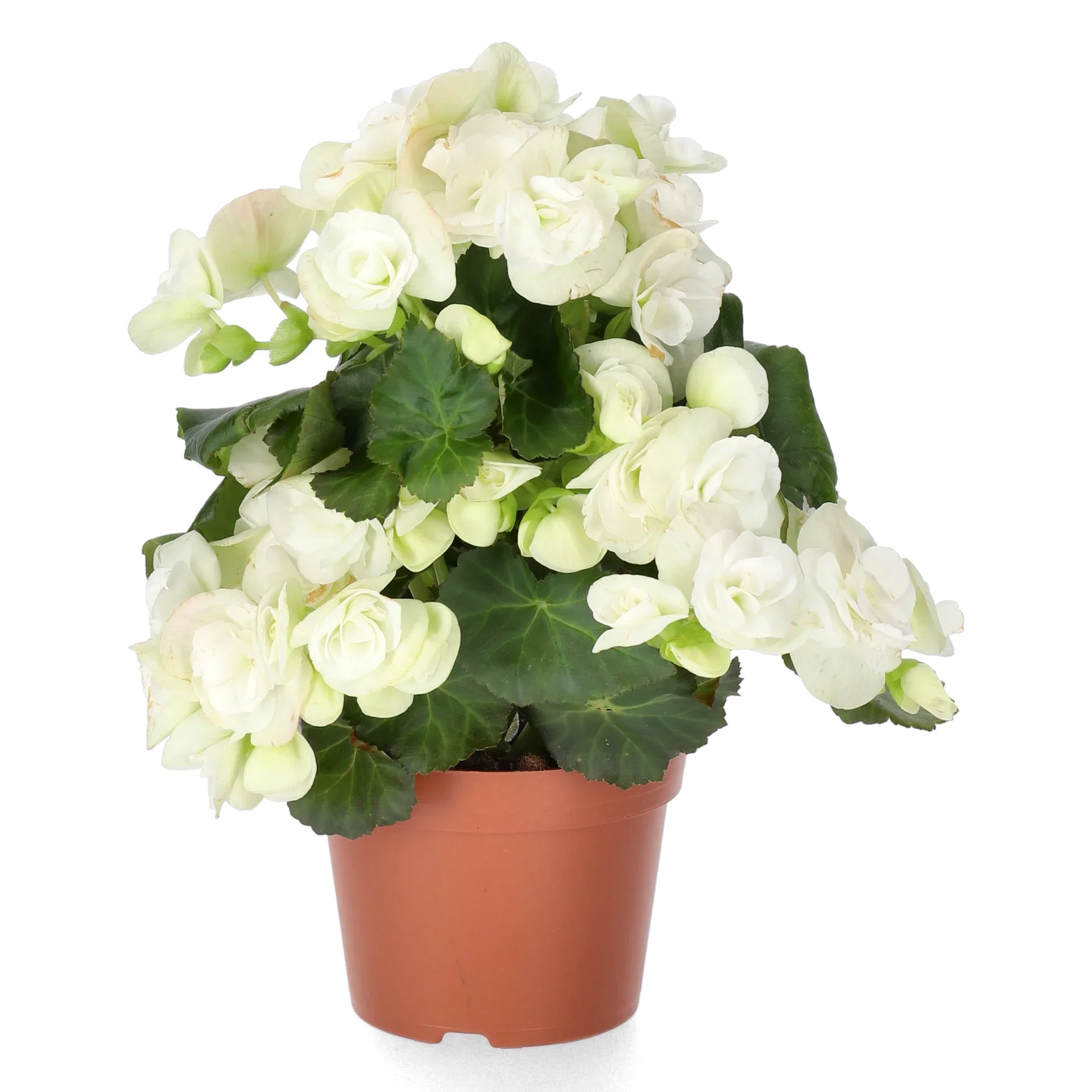 Begonia White 12cm