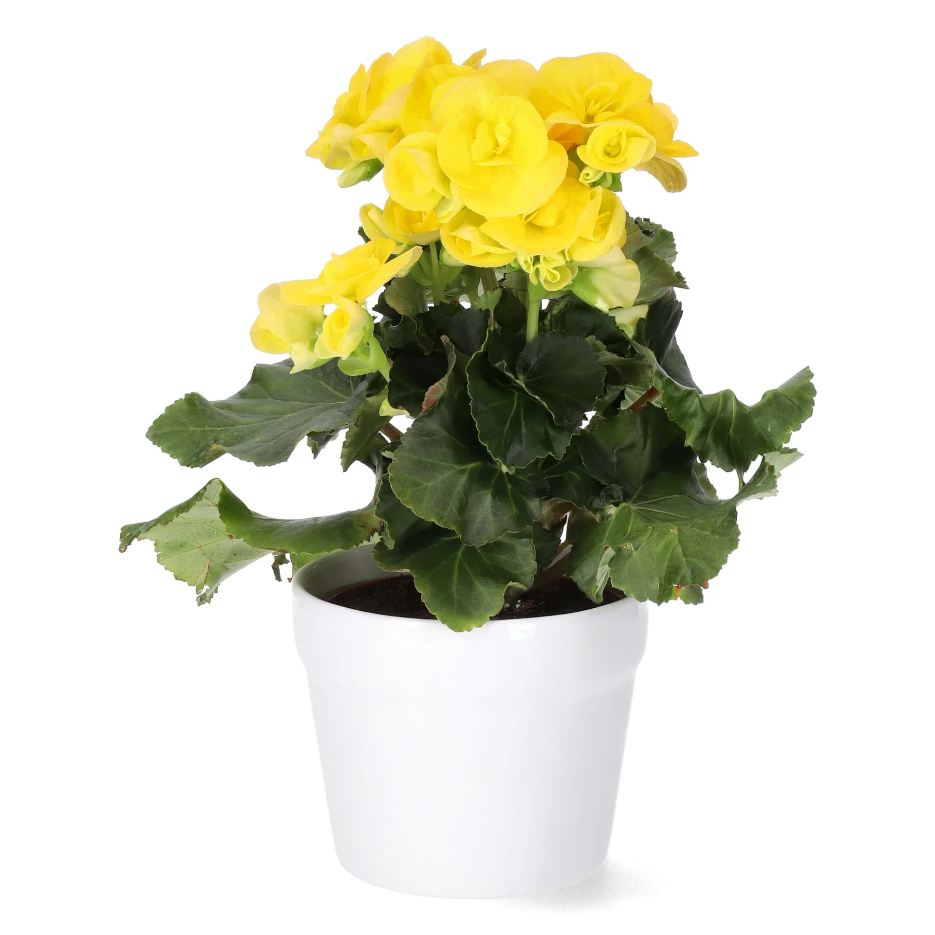 Begonia Yellow 12cm