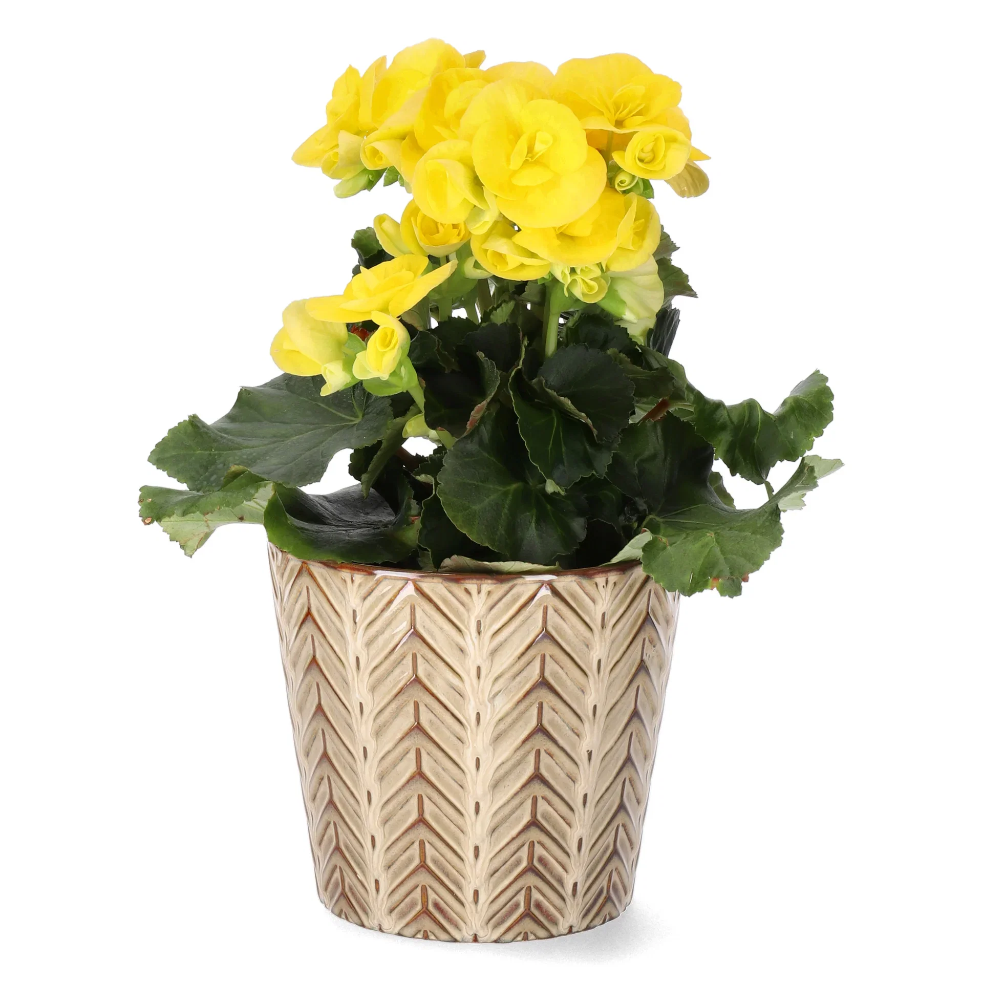 Begonia Yellow 12cm