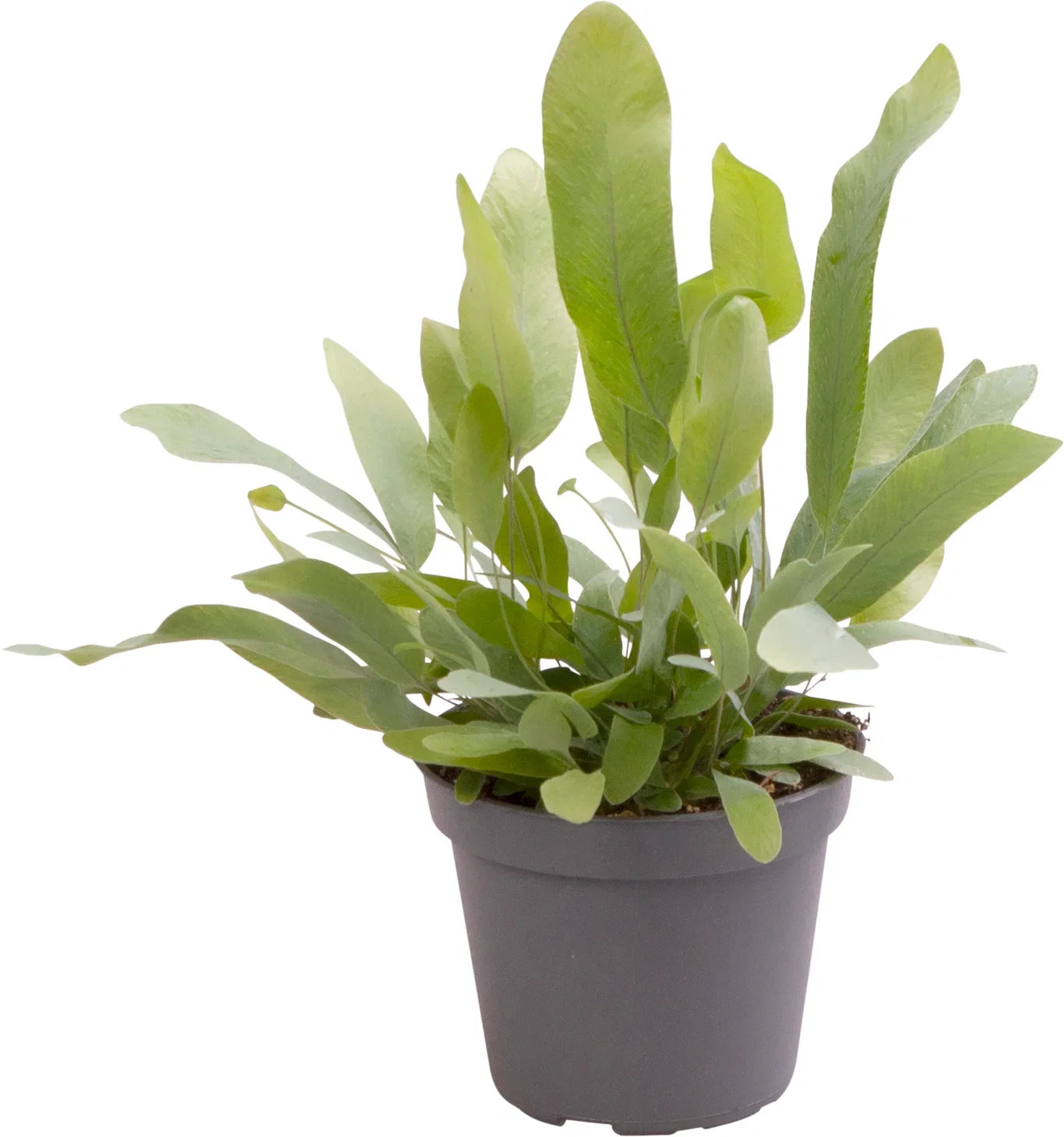 Phlebodium aureum 'Blue Star' 6 cm