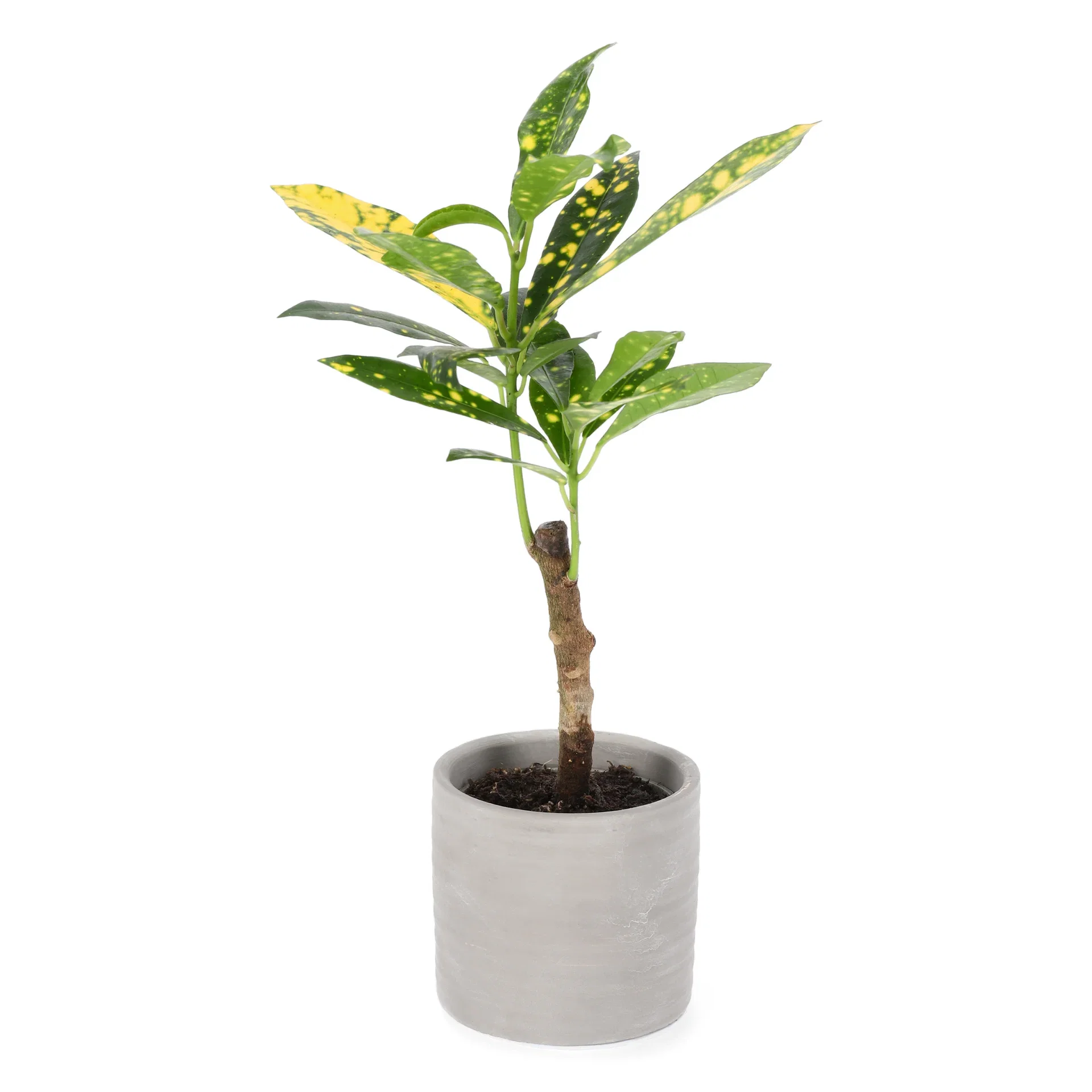 Codiaeum 'Aucubaefolia' 6 cm