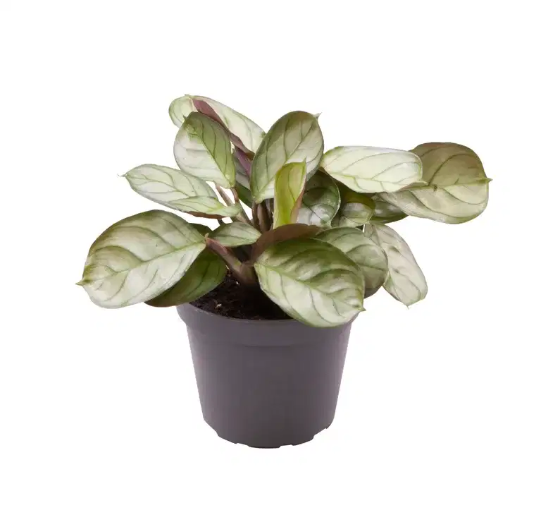 Maranta leuconeura 'Amabilis Mint' 6 cm