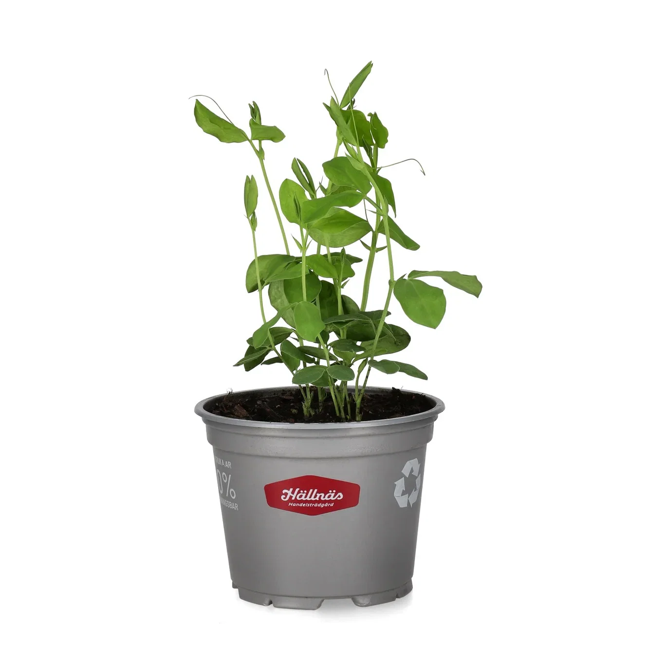 Lathyrus Oddor 'Royal mix' 12 cm