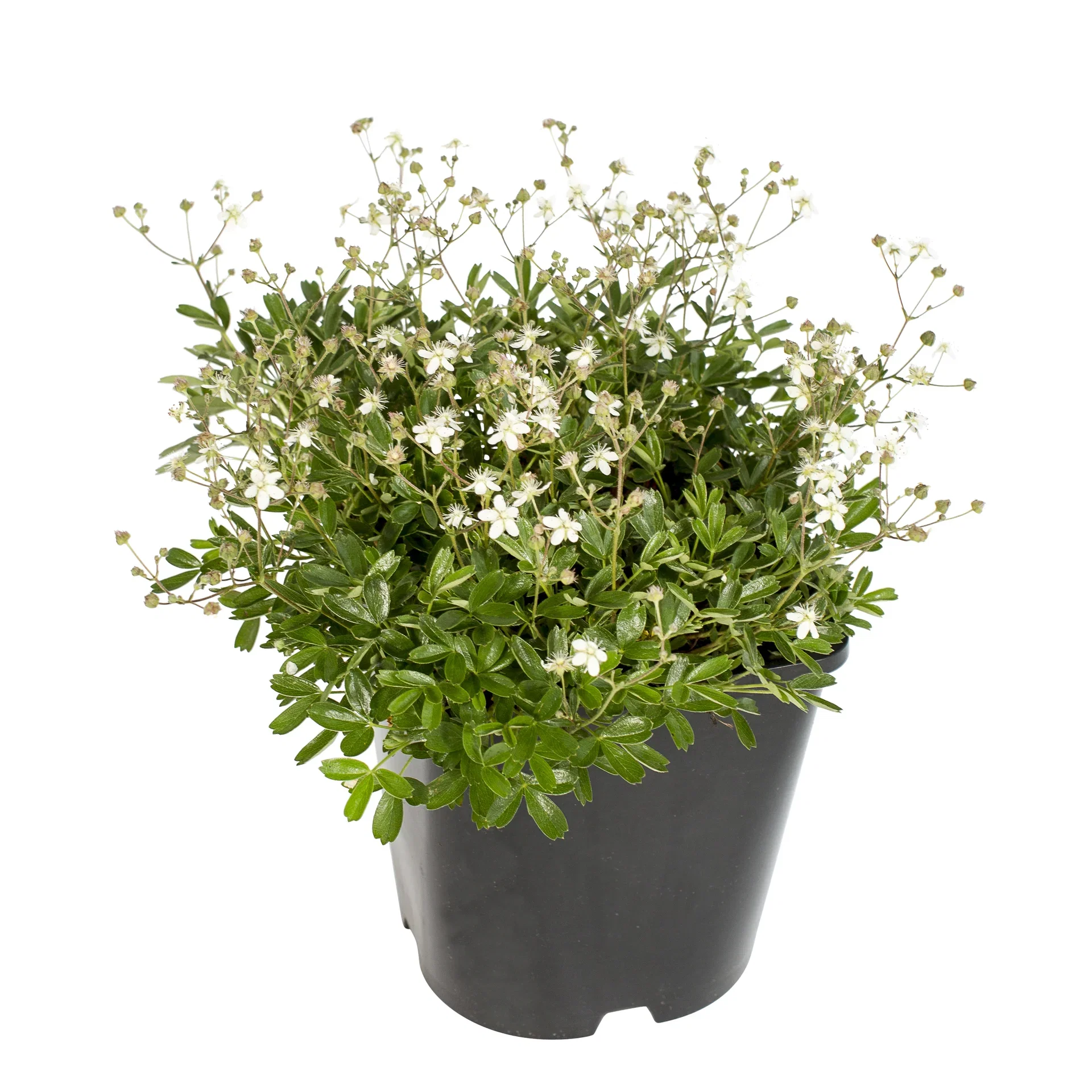 Sibbaldiopsis tridentata 'Nuuk' 4,5L