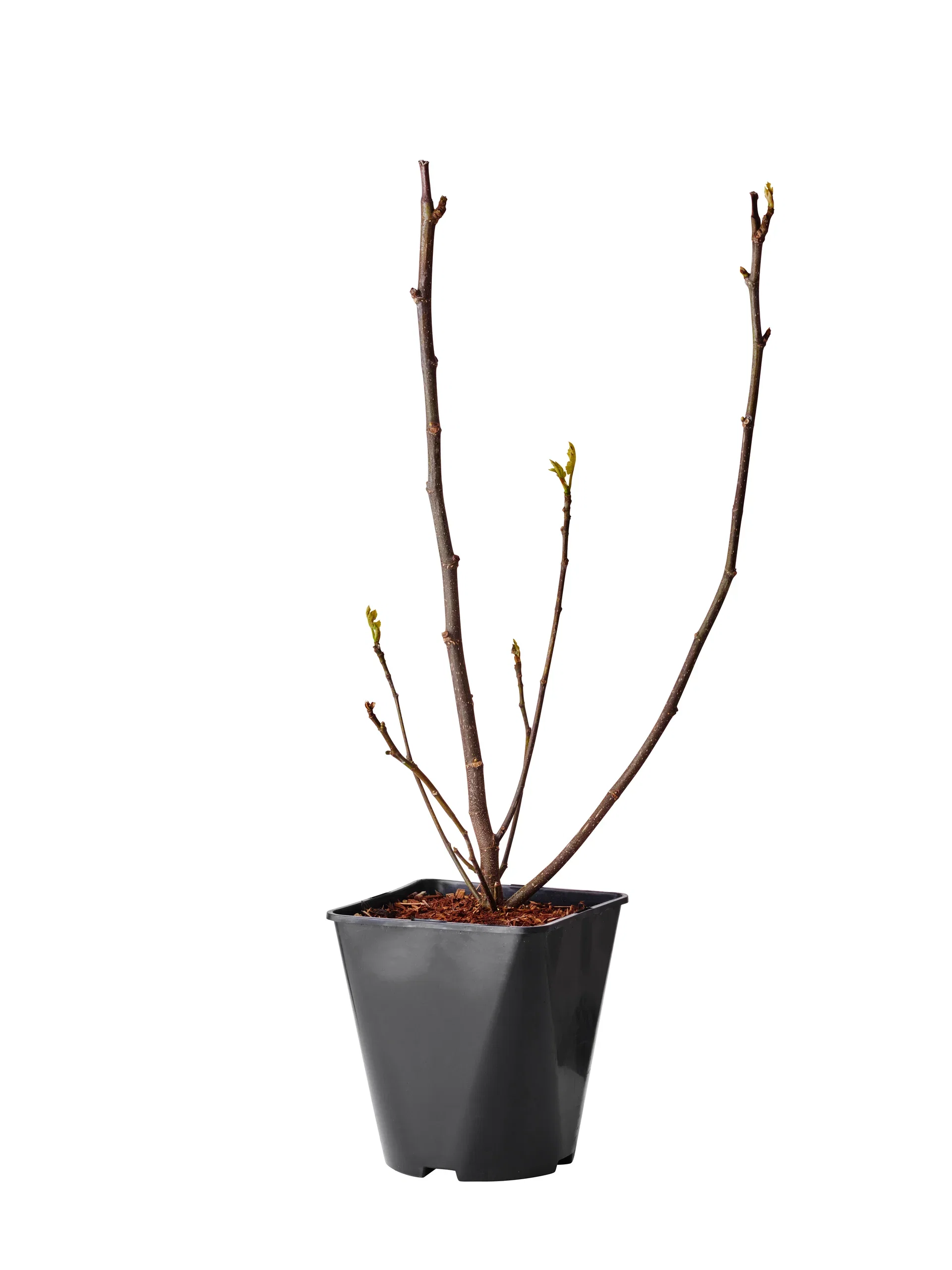 Ficus carica 'Bornholms Diamant' 4,5L