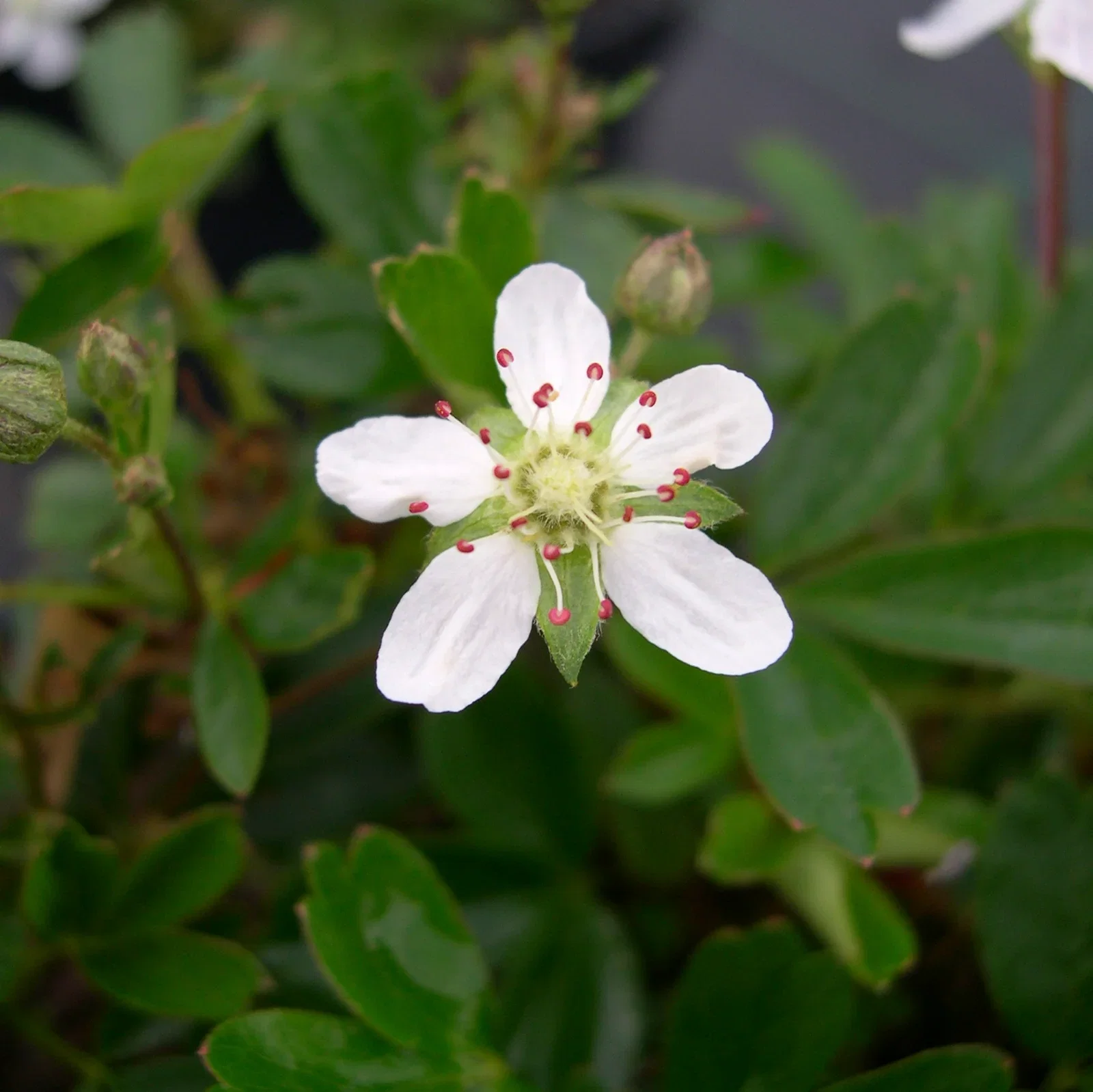 Sibbaldiopsis tridentata 'Nuuk' 4,5L