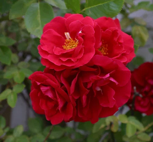 Rosa FLAMMENTANZ 3L