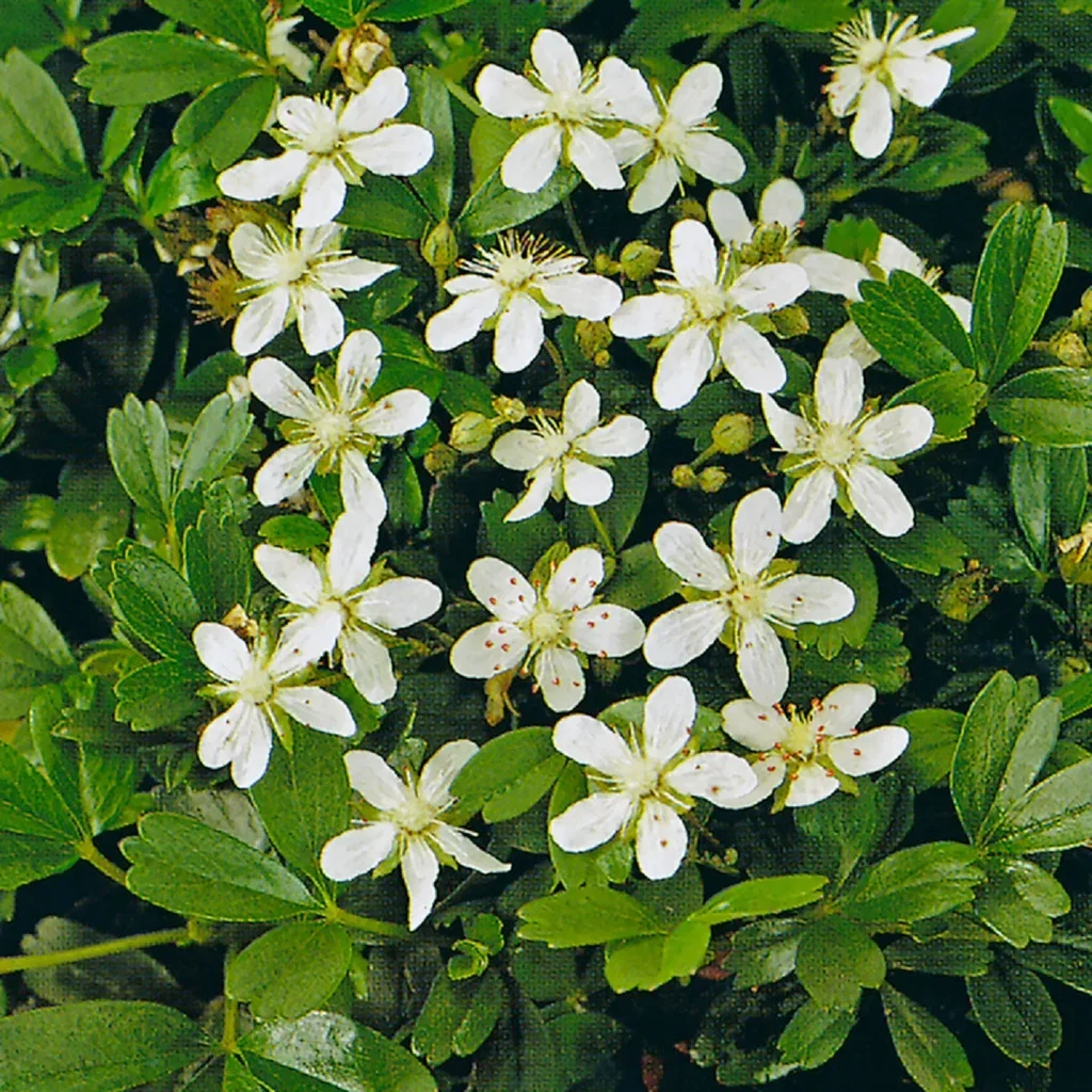 Sibbaldiopsis tridentata 'Nuuk' 4,5L