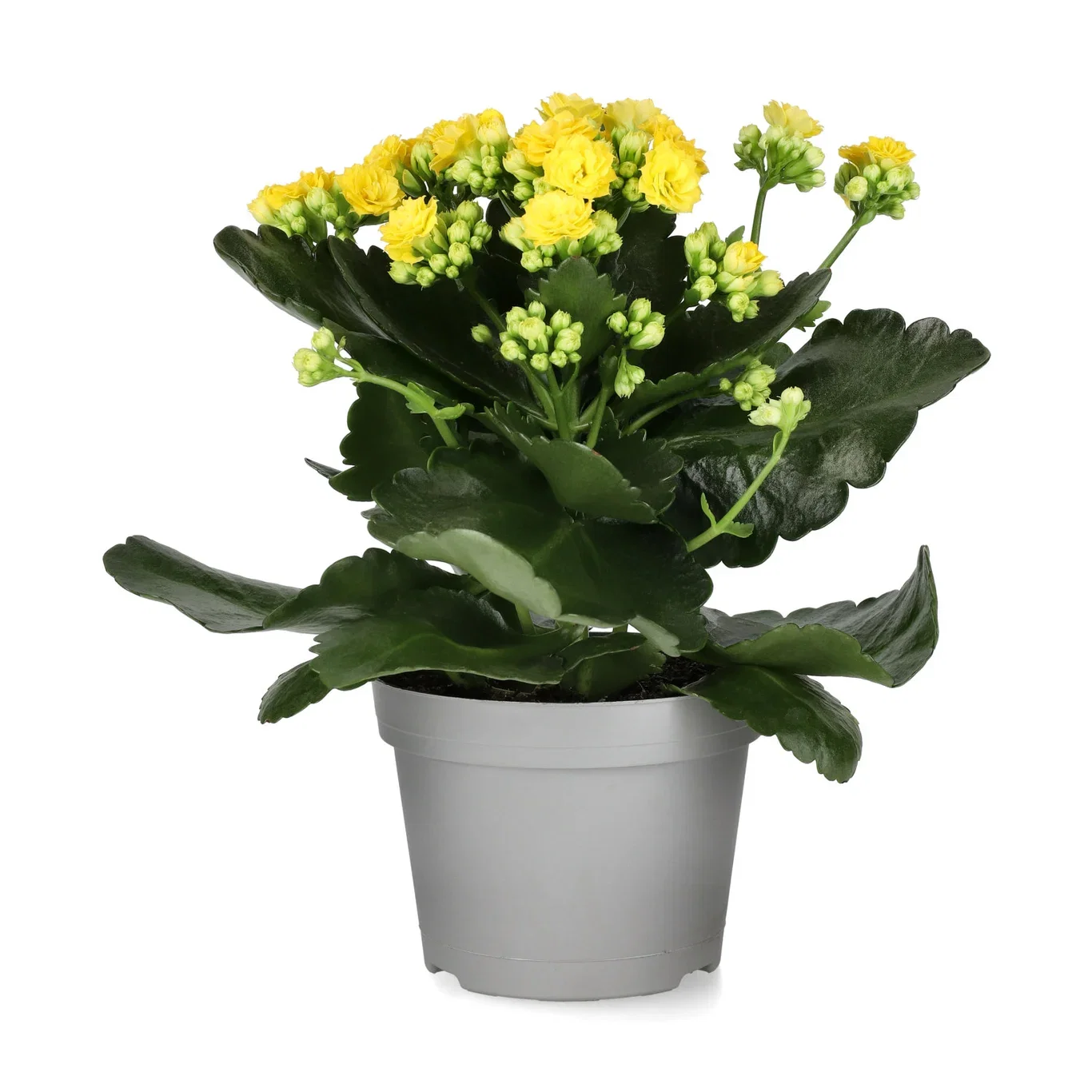 Kalanchoe Yellow 10,5 cm