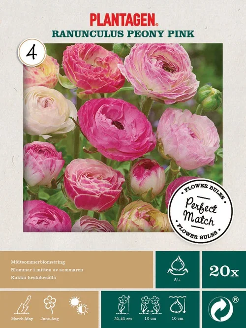 Ranunkel miks ‘Peony Pink’