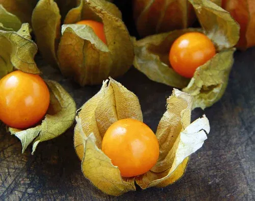 All N. Physalis 'Little lanterns' 10,5 cm