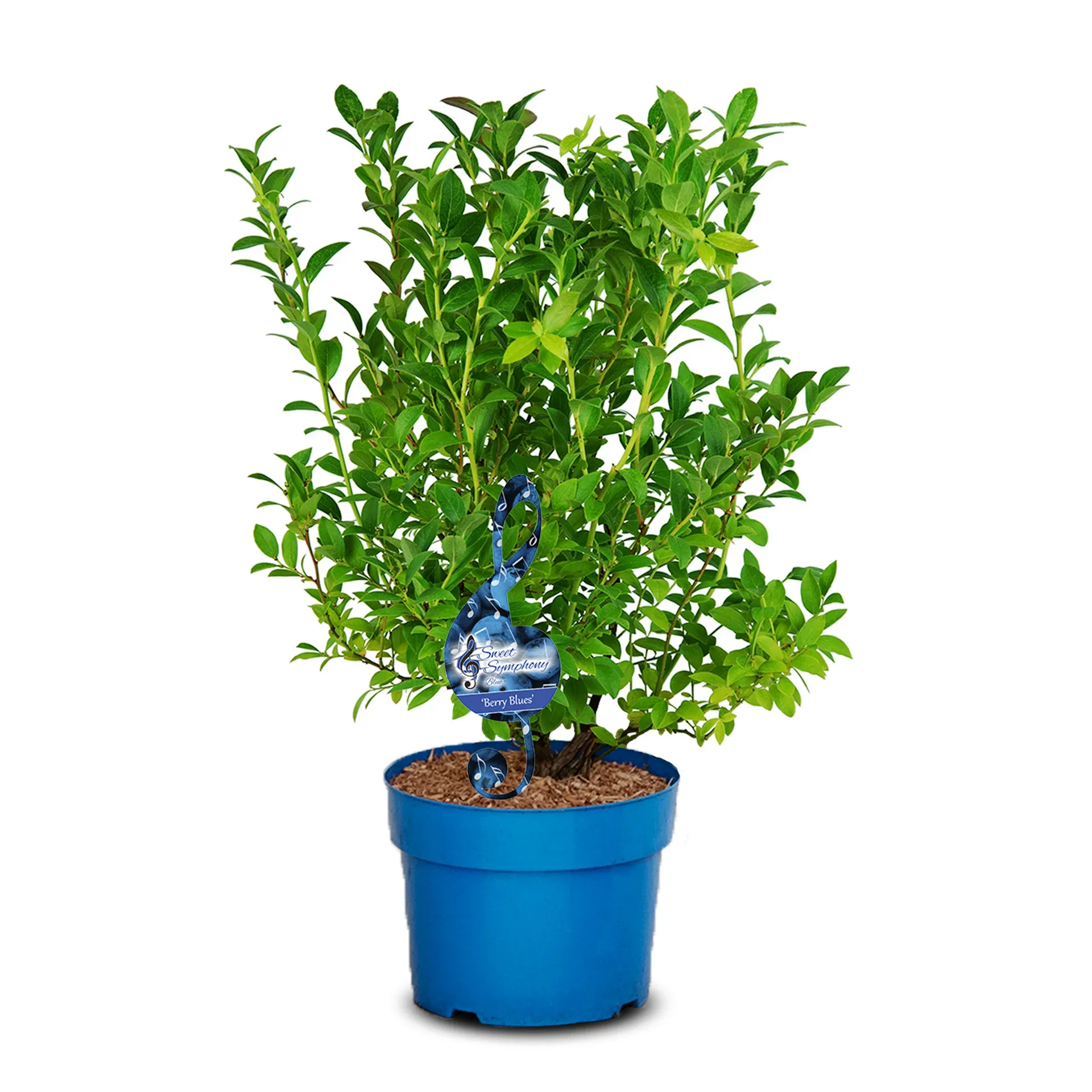 Hybridblåbær 'Berry Blues'