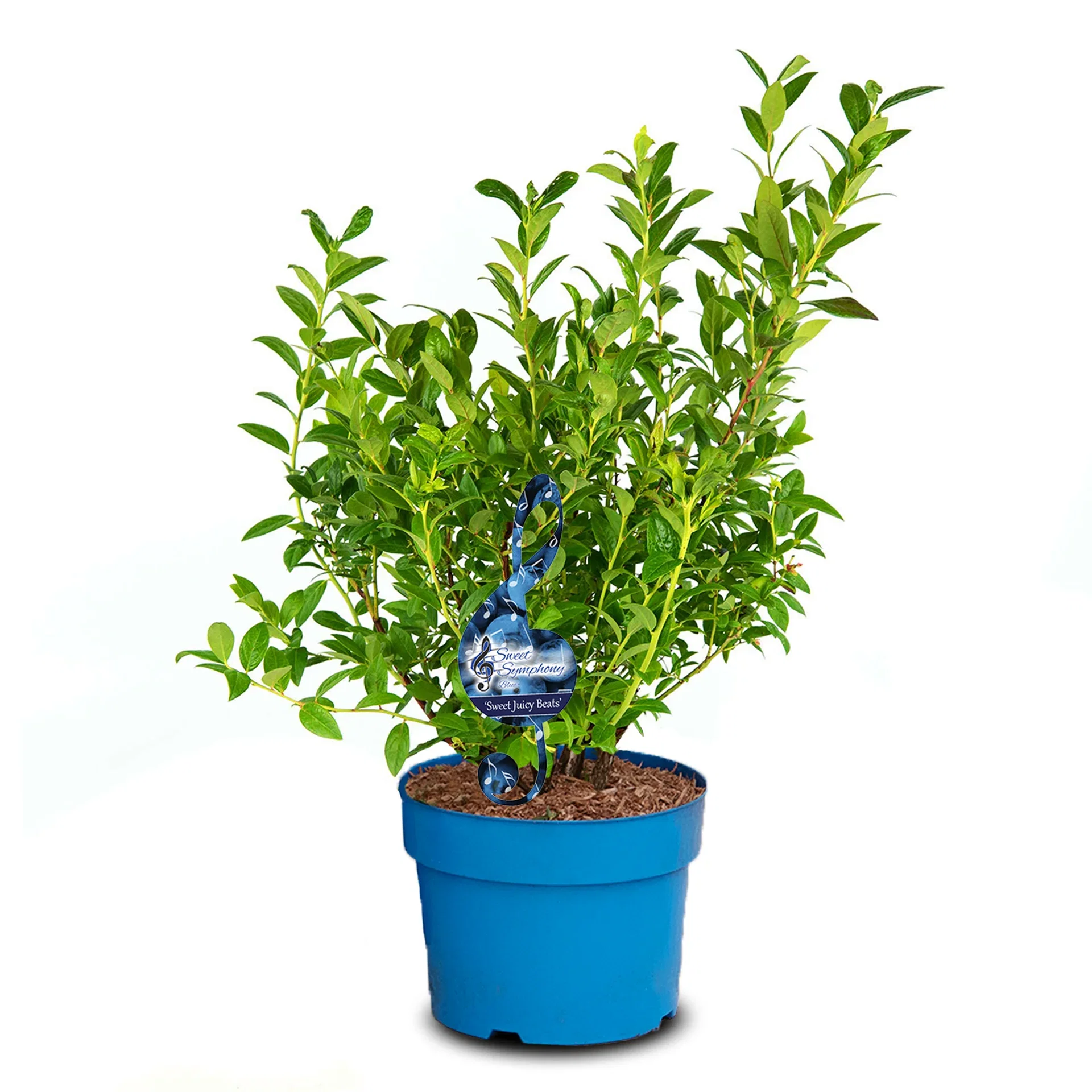 Vaccinium corymbosum 'Sweet Juicy Beats' 23cm