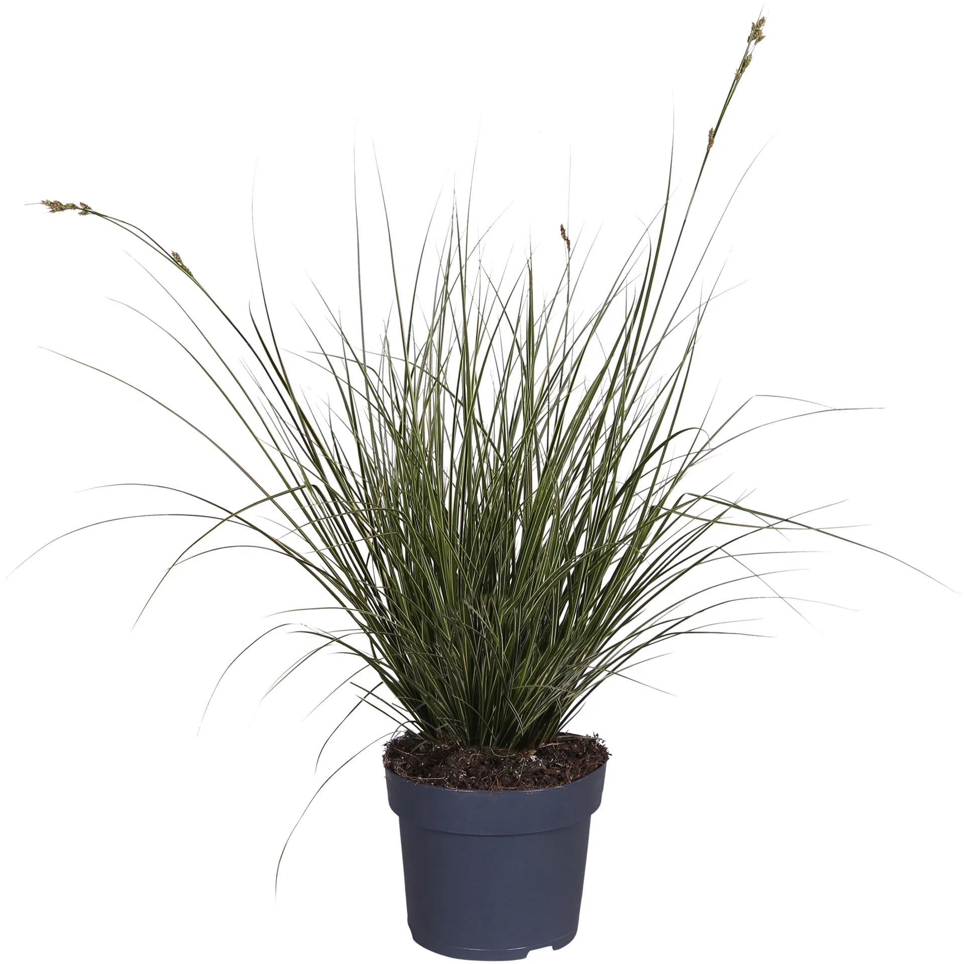 Carex Brunnea Variegata