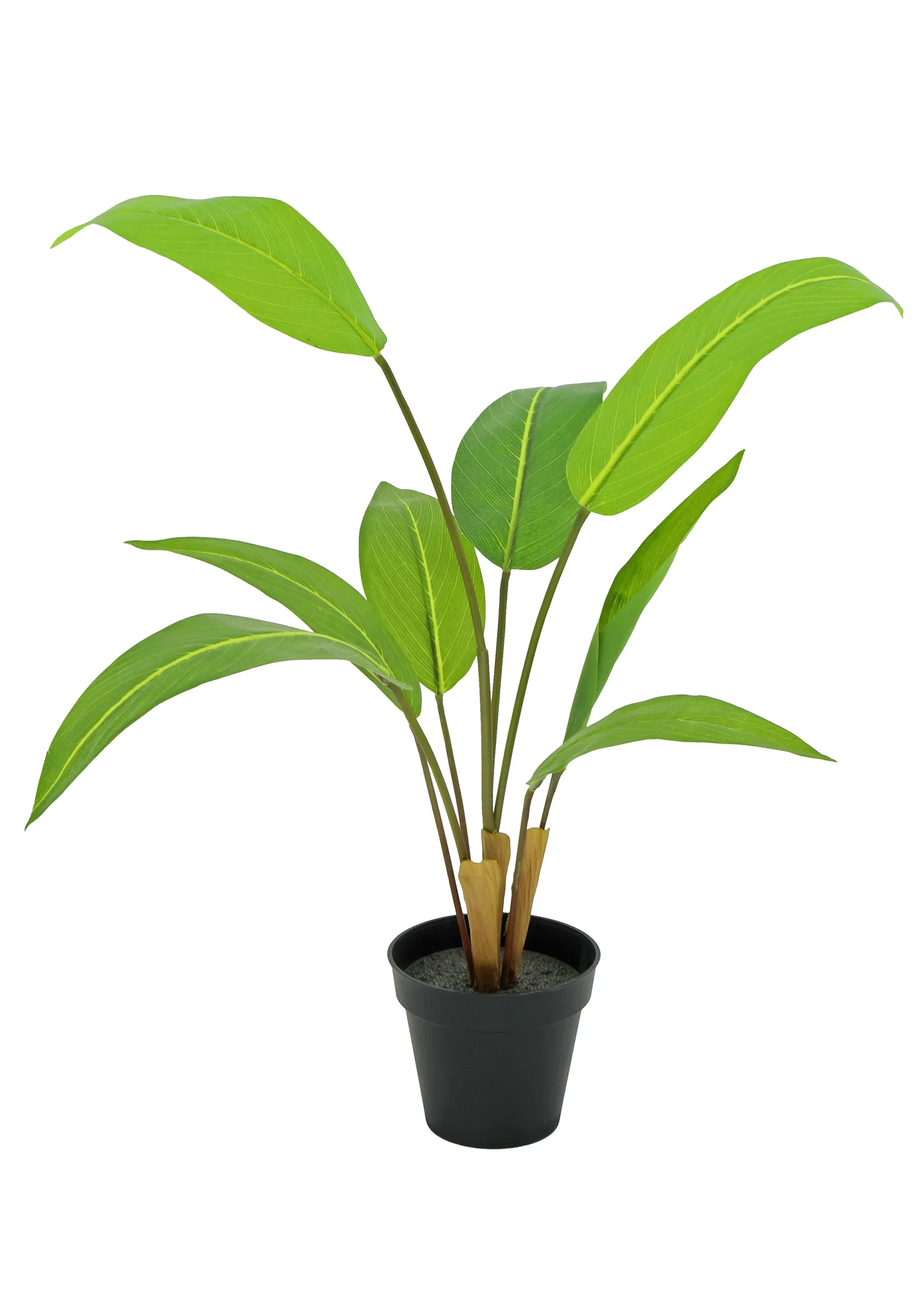 Speciosus in pot H67 green