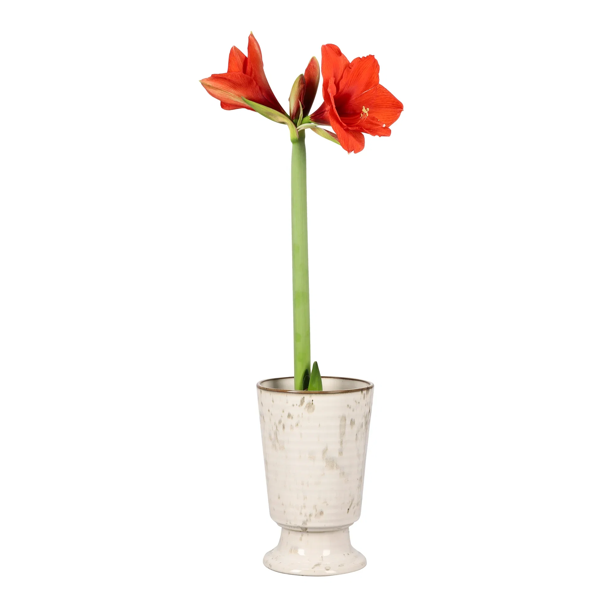 Amaryllis 2-grenet