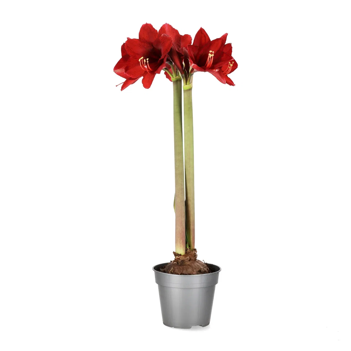 Amaryllis 2-grenet