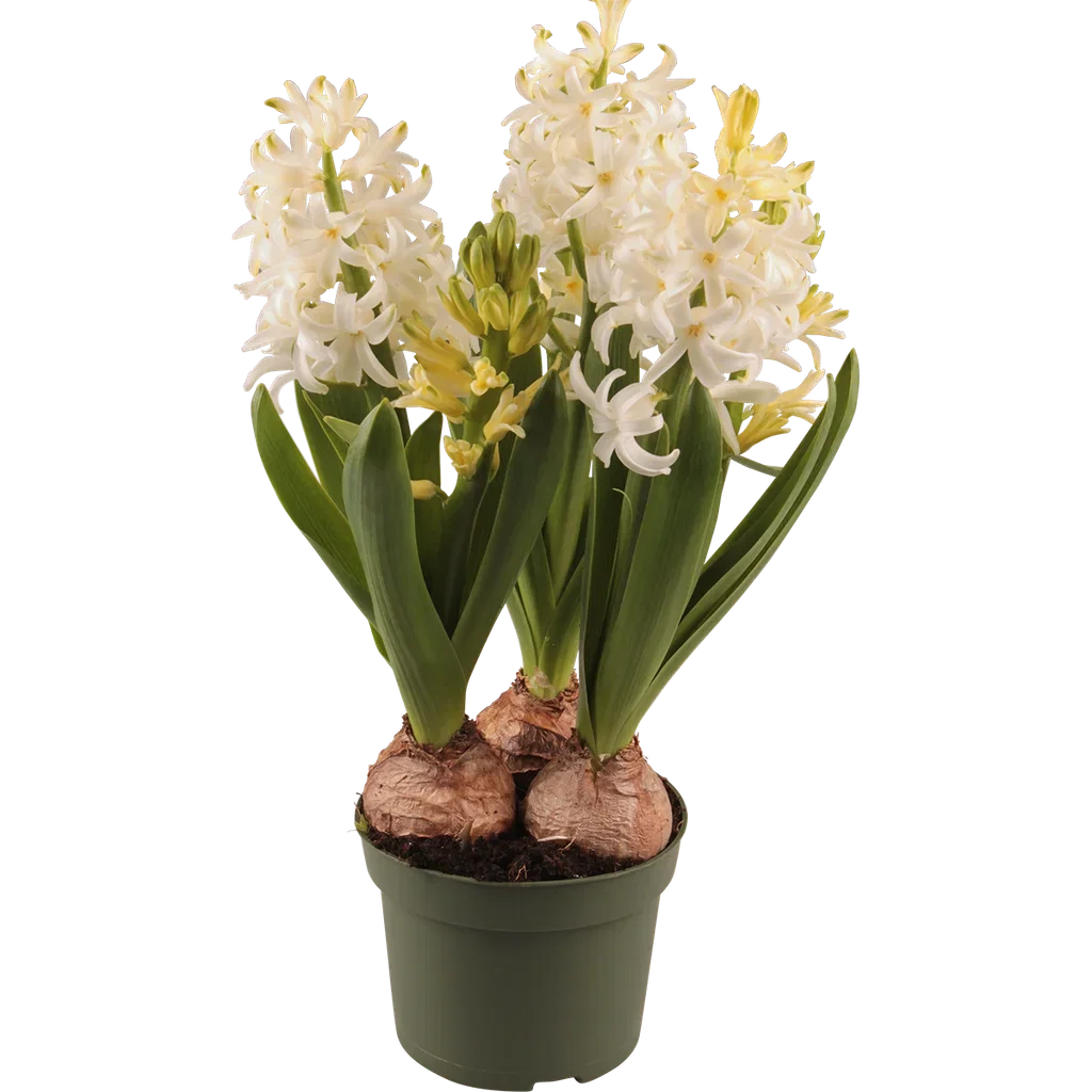 Hyacinthus 17+ 3 bulb White 12 cm