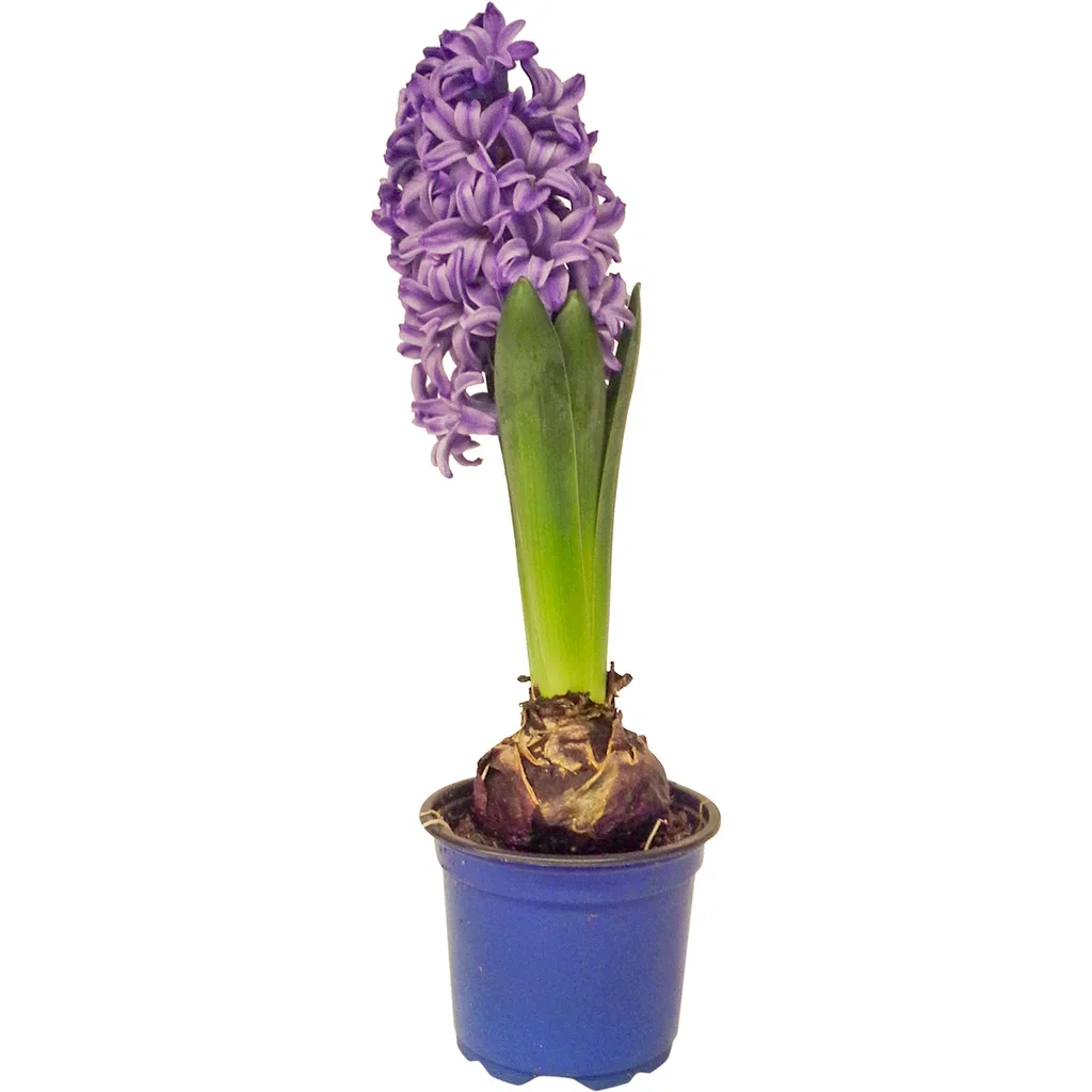 Hyacinthus 19+ Blue 9 cm