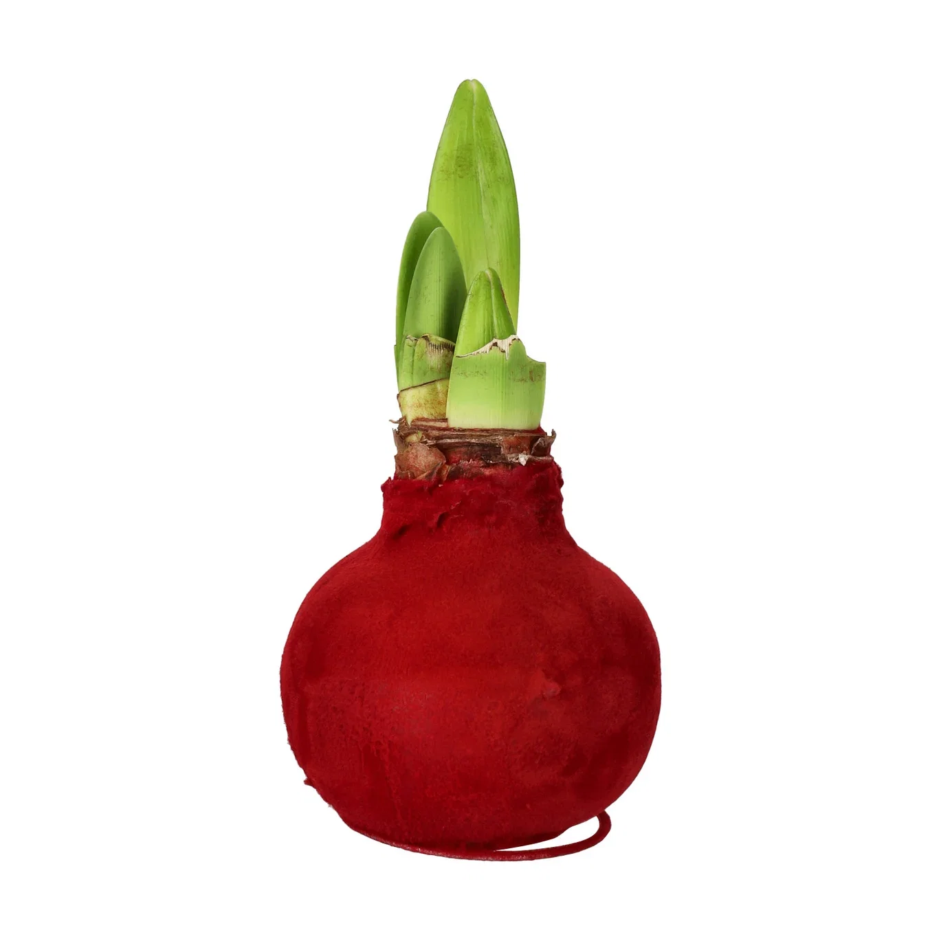 Vokset amaryllisløk