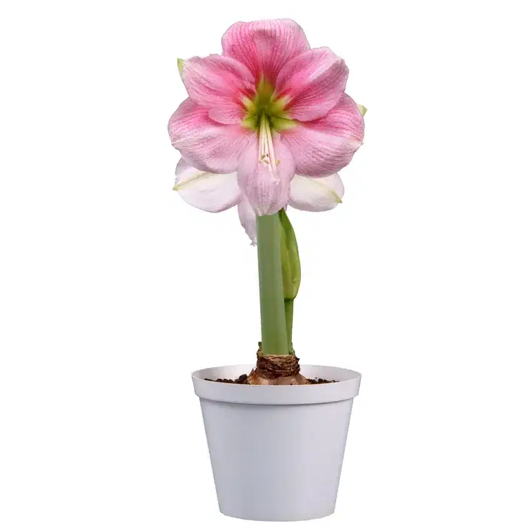Amaryllis 'Blushing Bride'